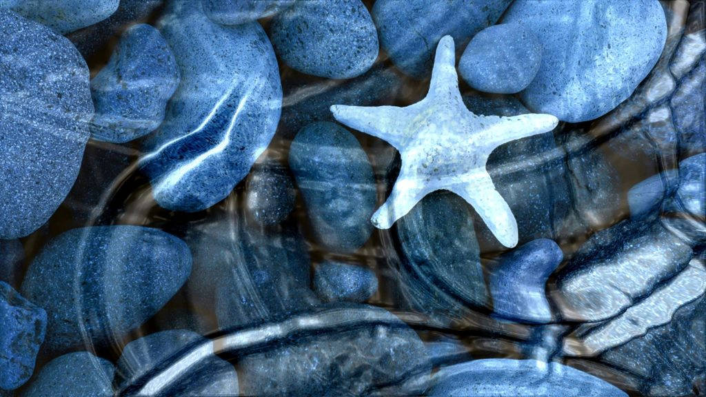 Starfish Underwater Live Desktop Background