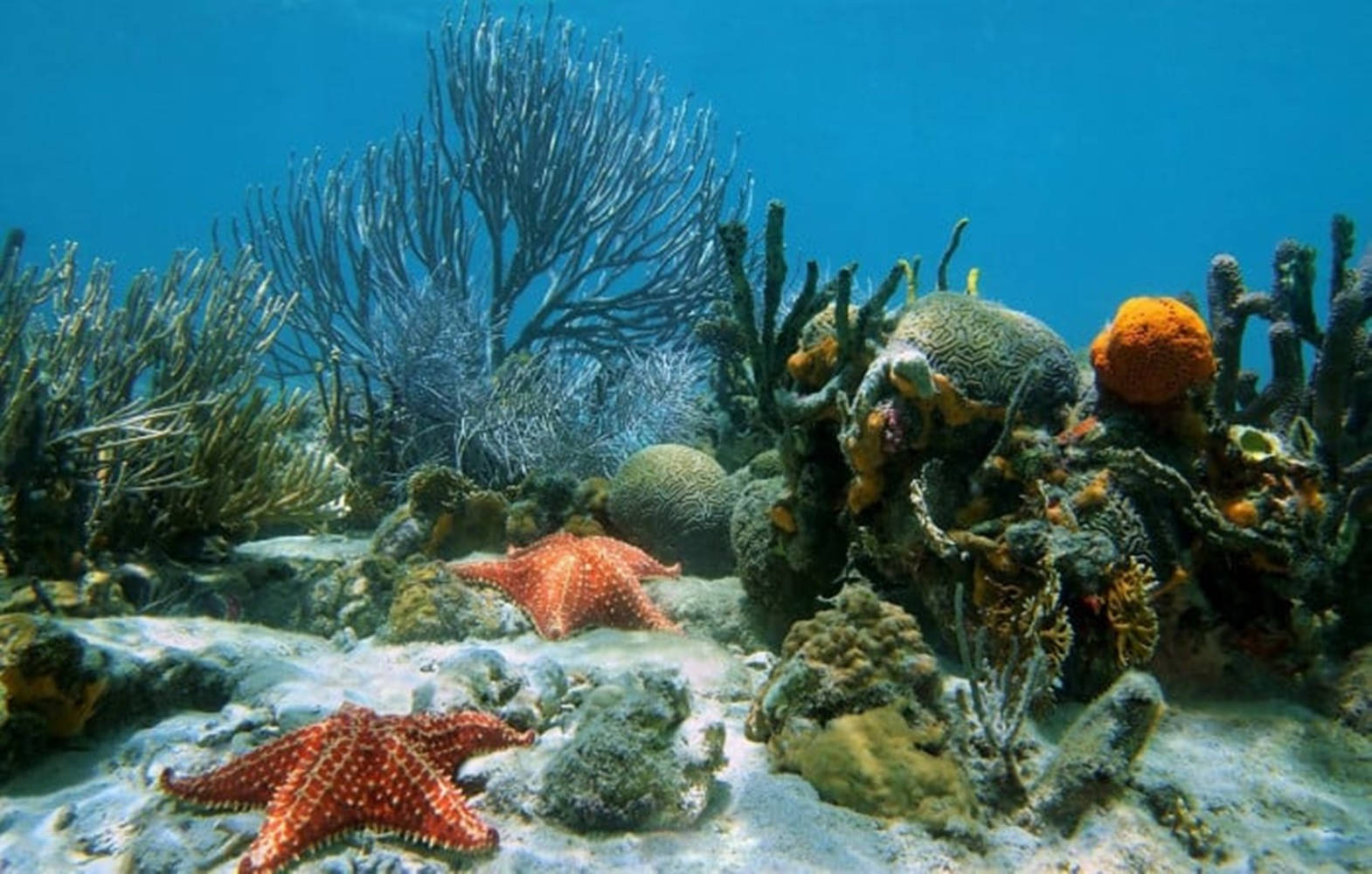 Starfish With Sea Corals And Creatures Background