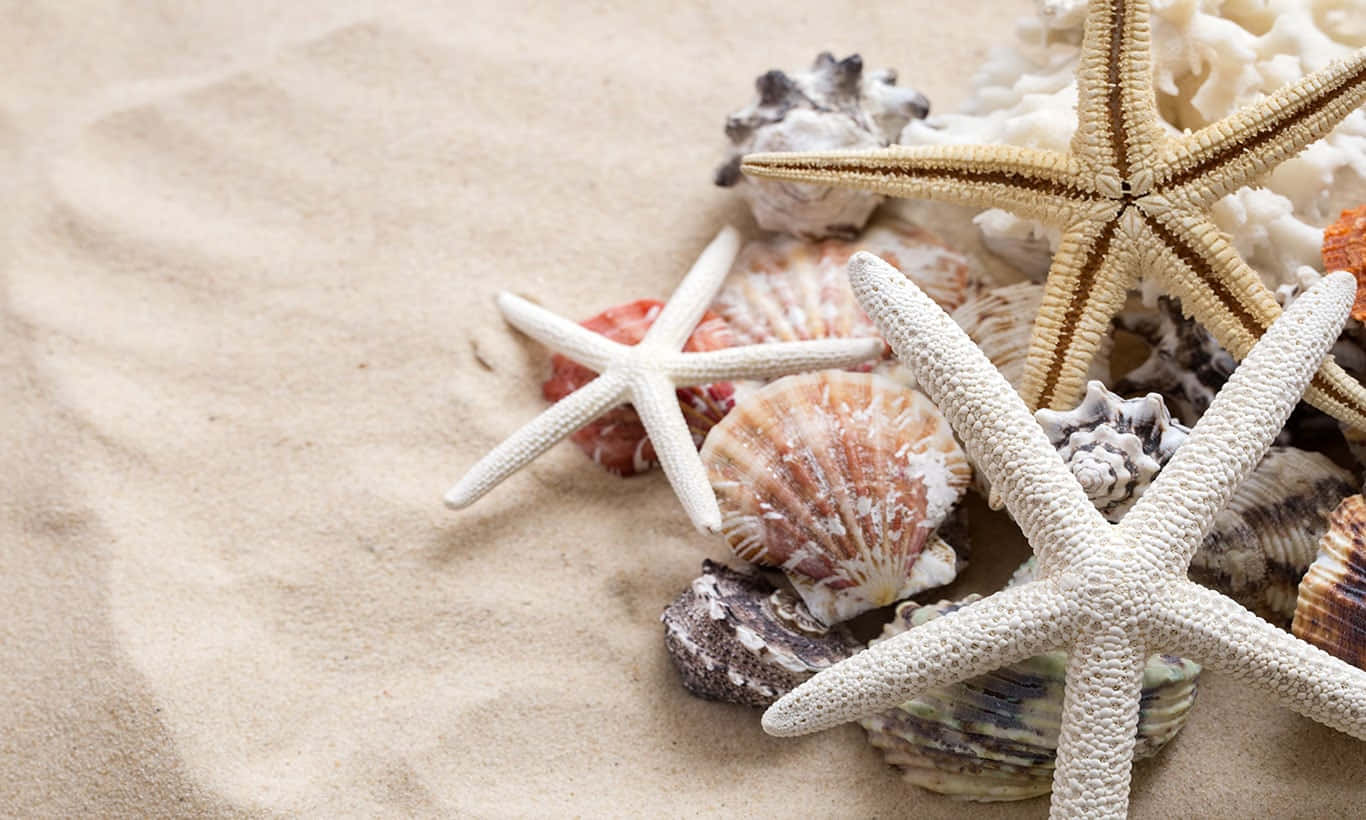 Starfishes And Seashells On The Sand Background