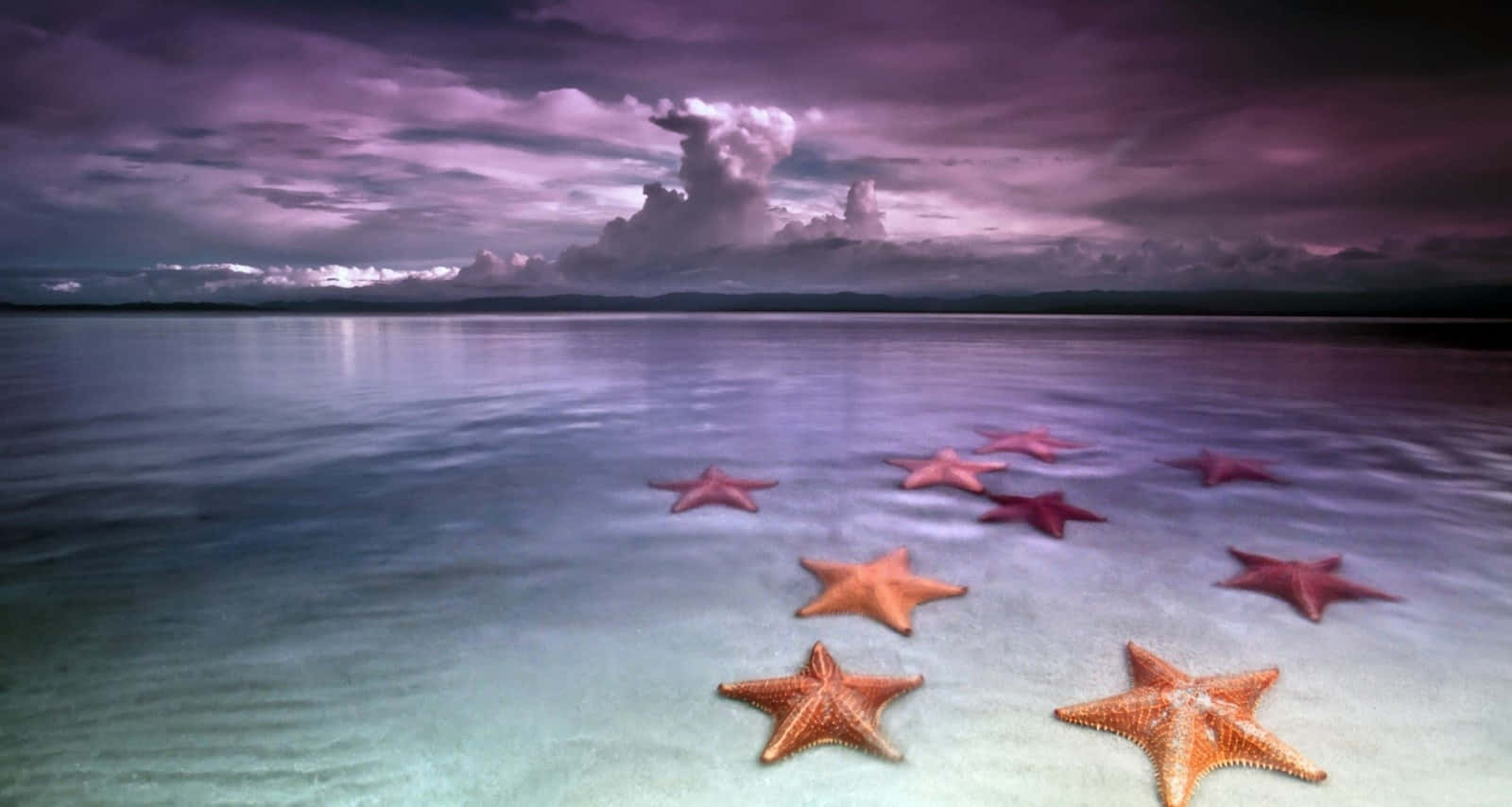 Starfishes On Shallow Water Background