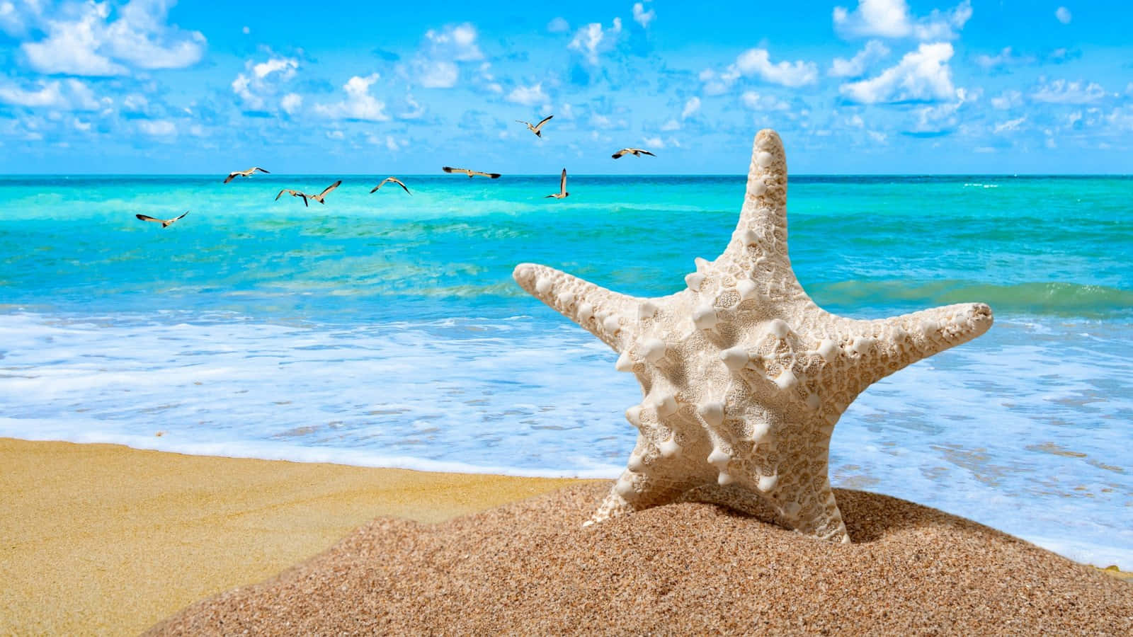 Starfishon Tropical Beach Caribbean Background