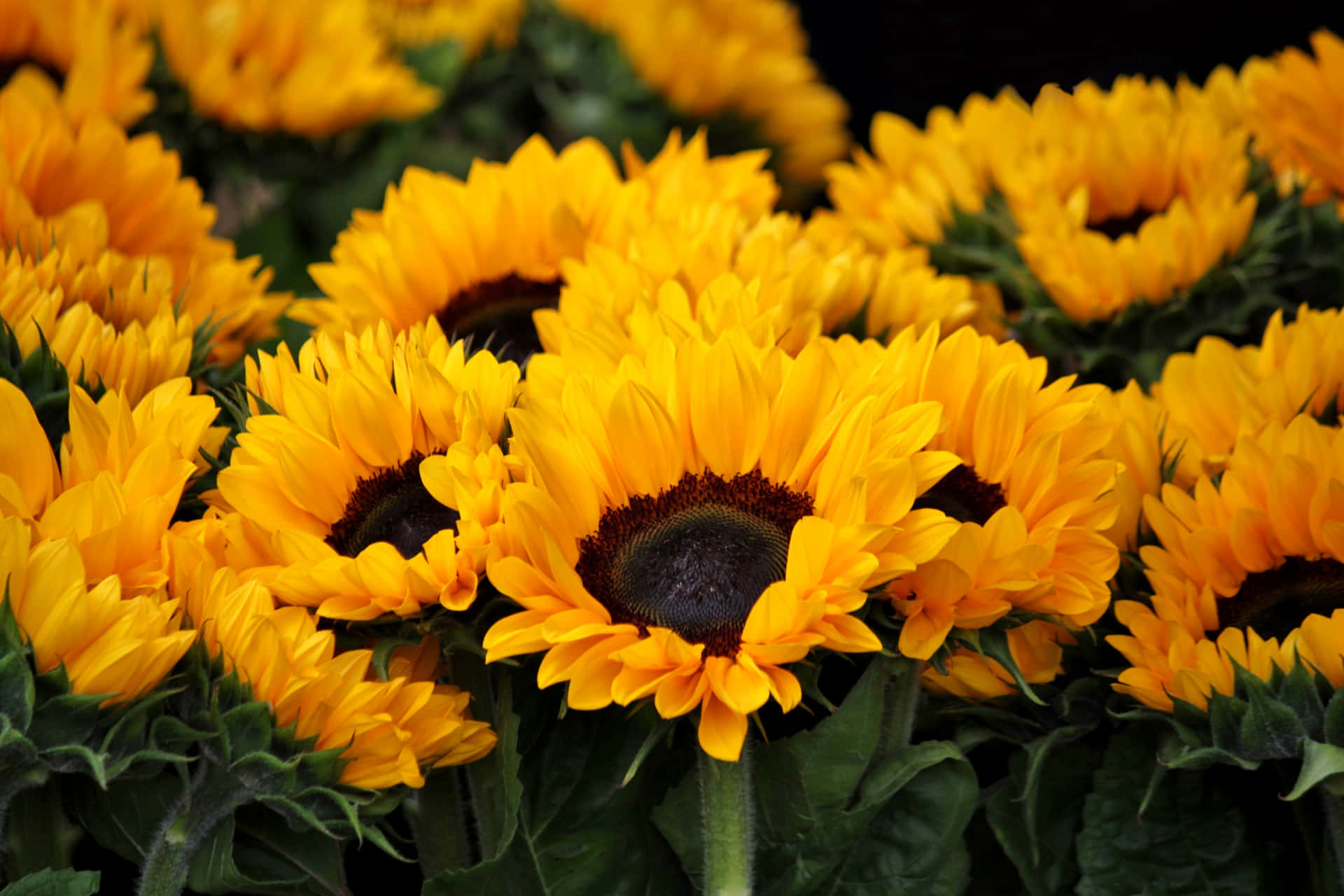 Stargaze Amidst Thousands Of Brilliant Sunflowers Background
