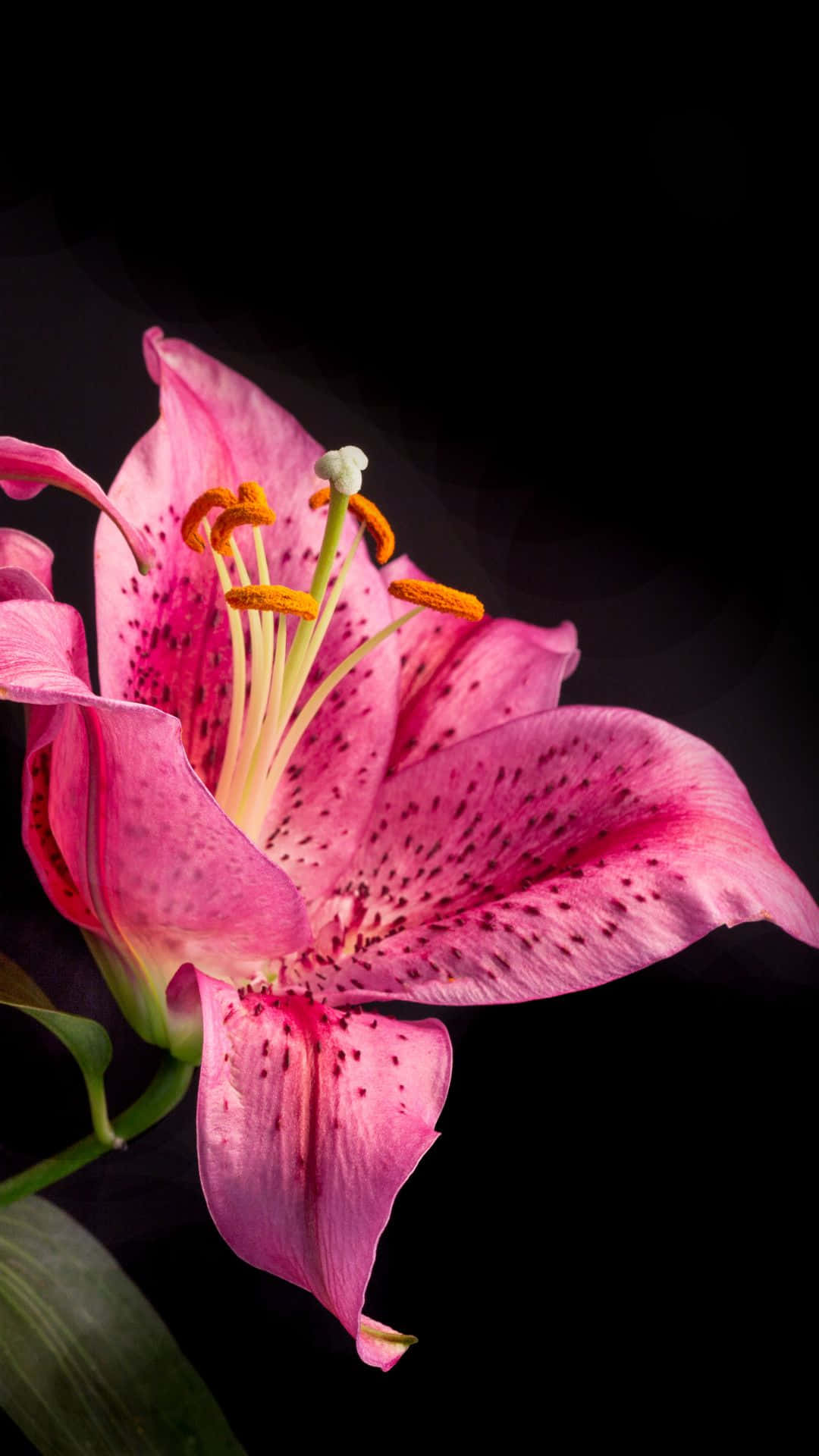 Stargazer Lily Flower Black Setting Background