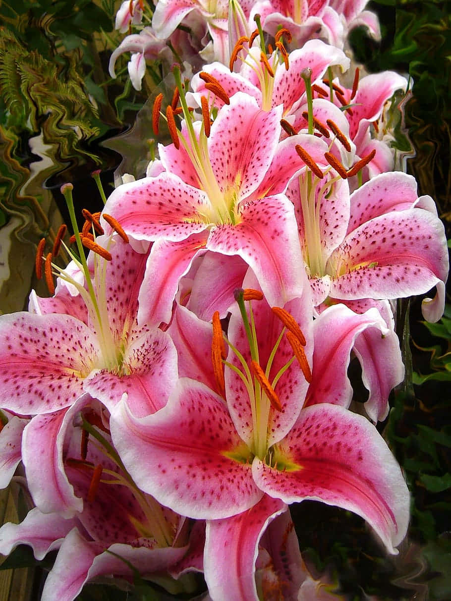 Stargazer Lily Flower Background