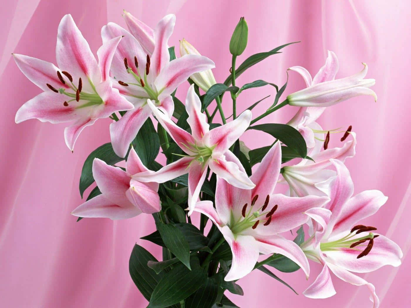 Stargazer Lily Flowers In A Vase Background