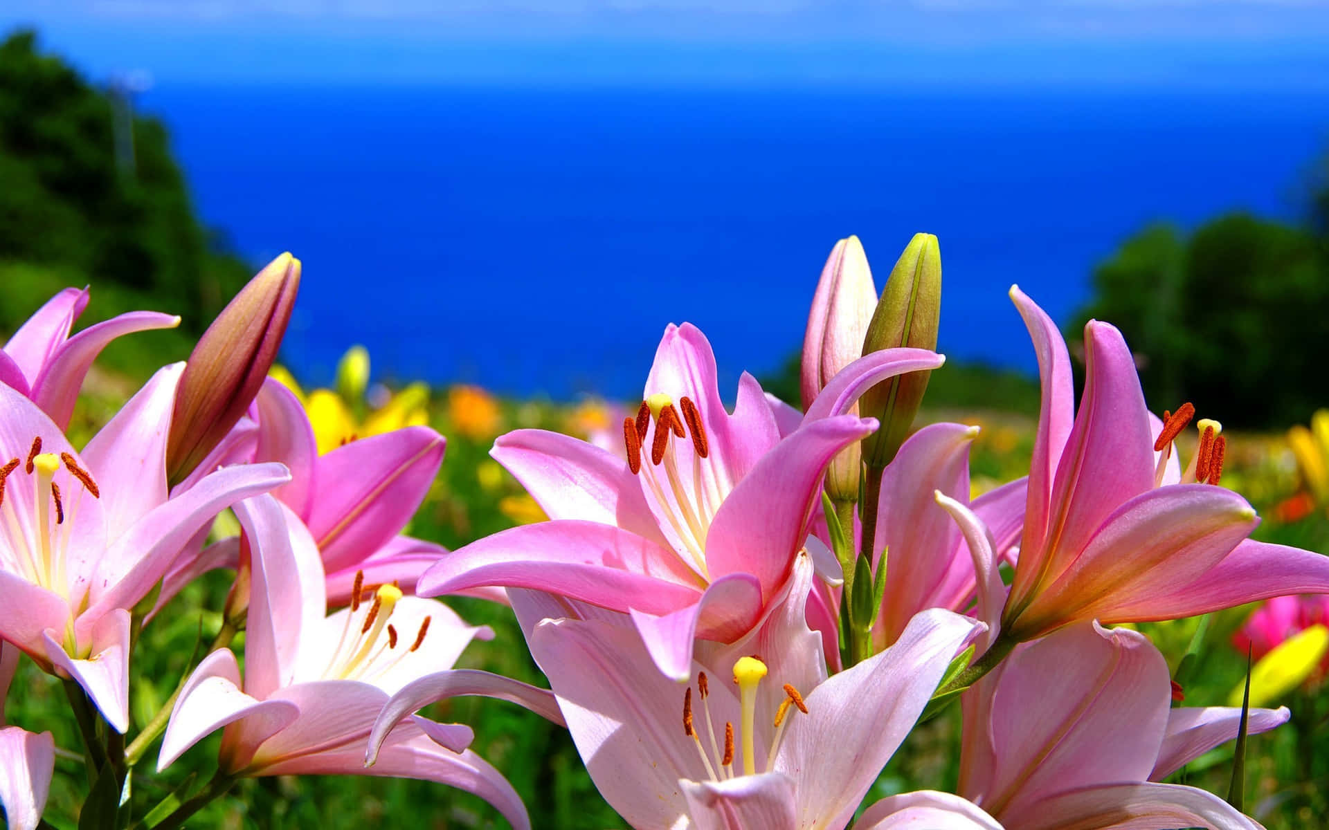 Stargazer Lily Garden Background