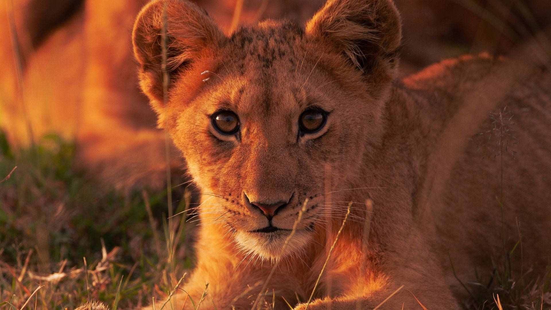 Staring Baby Animal Lion Background