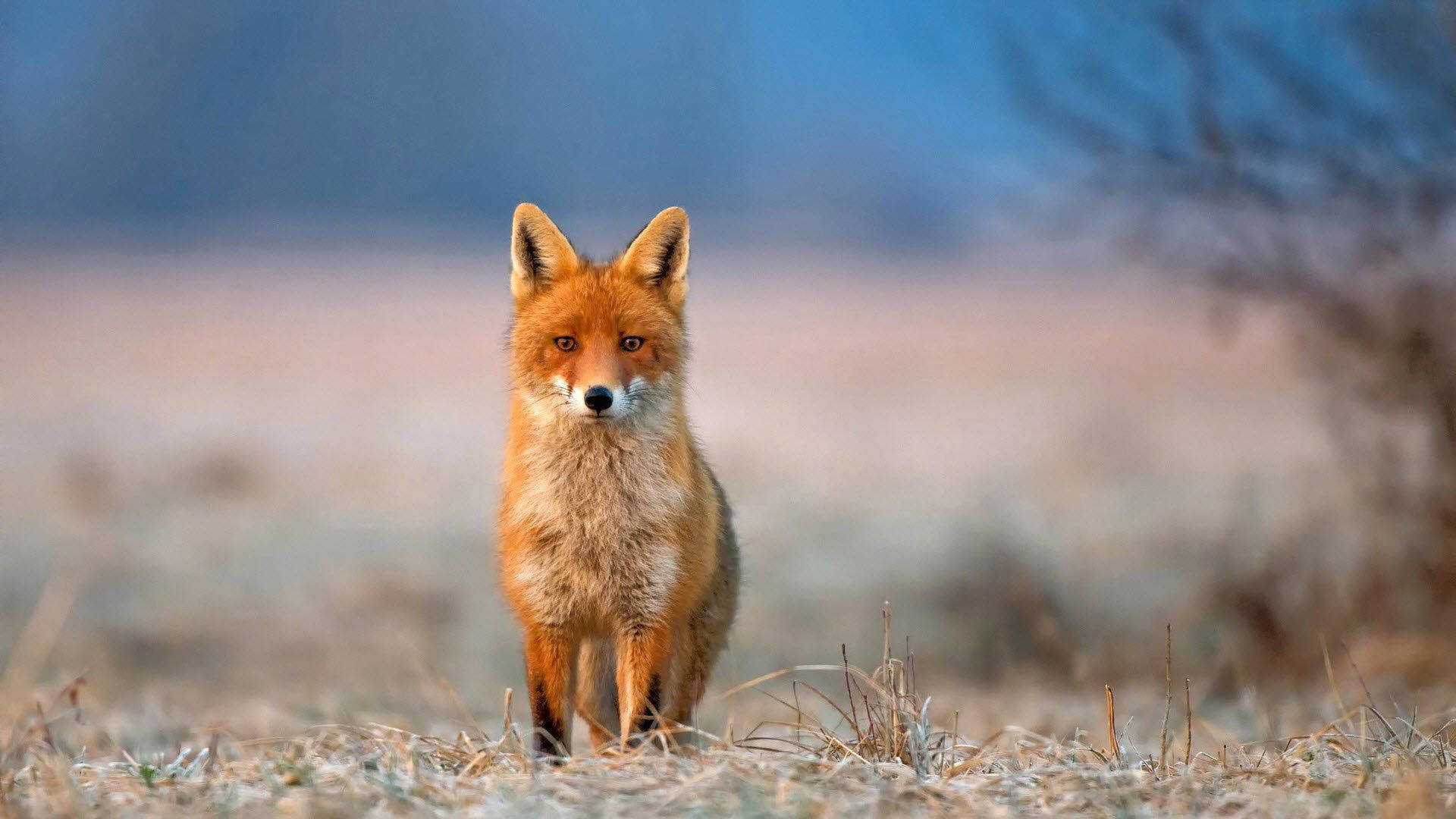 Staring Brown Fox Background
