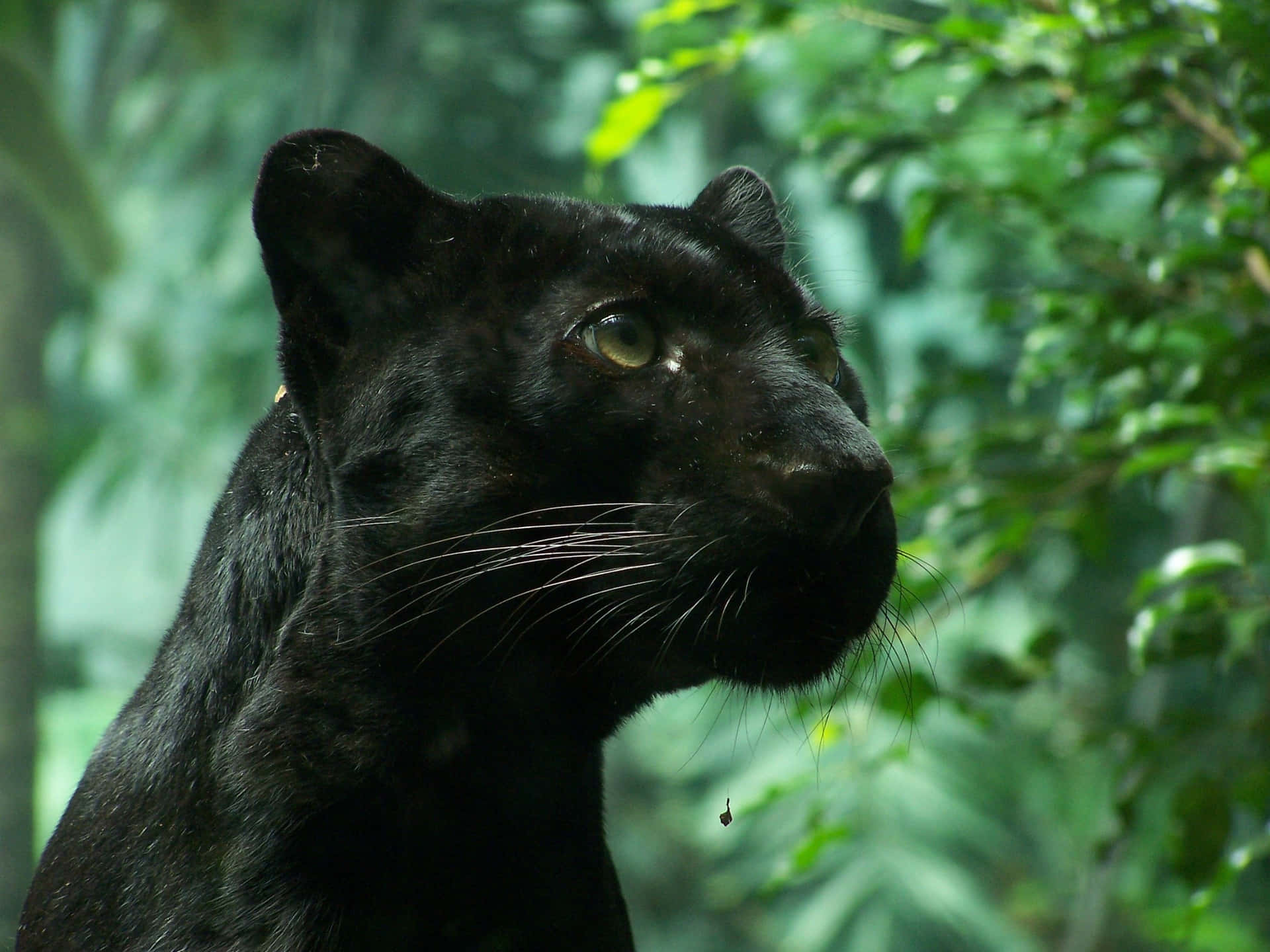 Staring Cute Black Panther