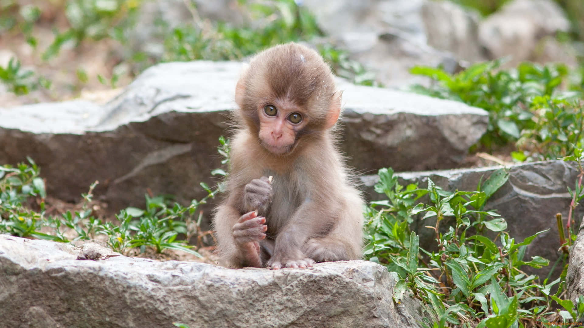 Staring Cute Monkey Photo Background