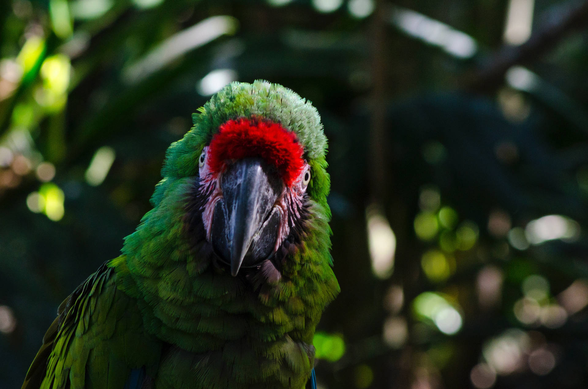 Staring Green Parrot Hd Background