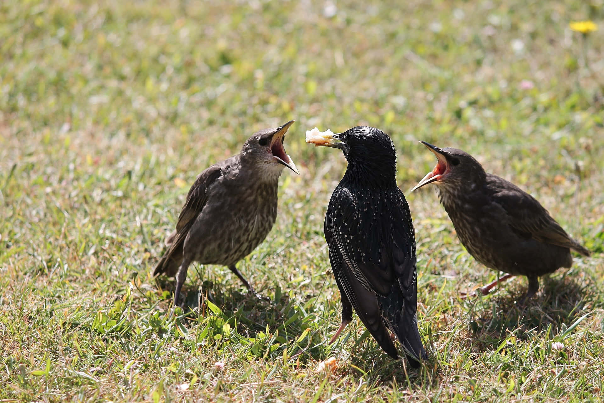 Starling Mother Bird On The Ground