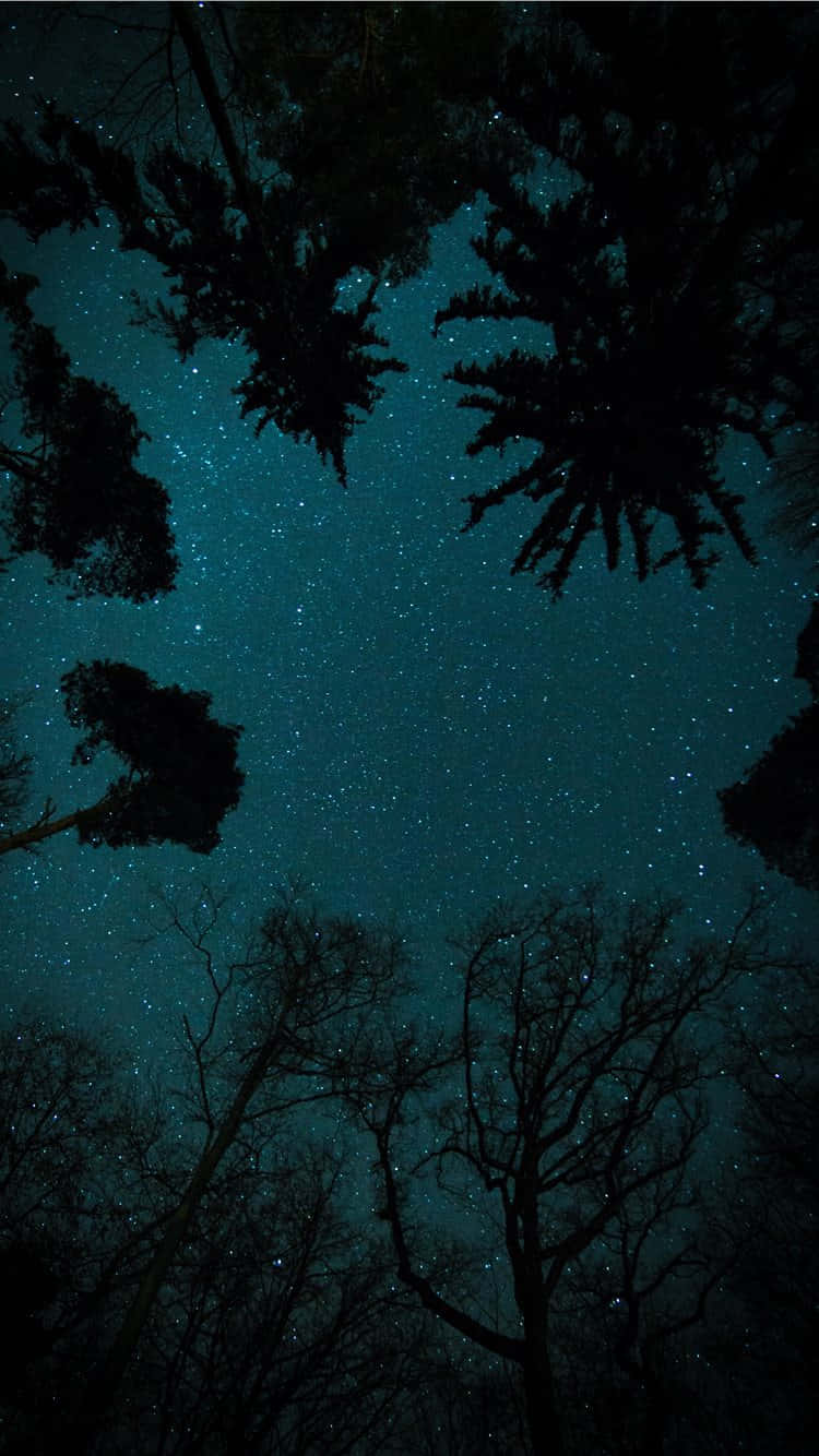 Starry_ Night_ Forest_ Canopy.jpg Background