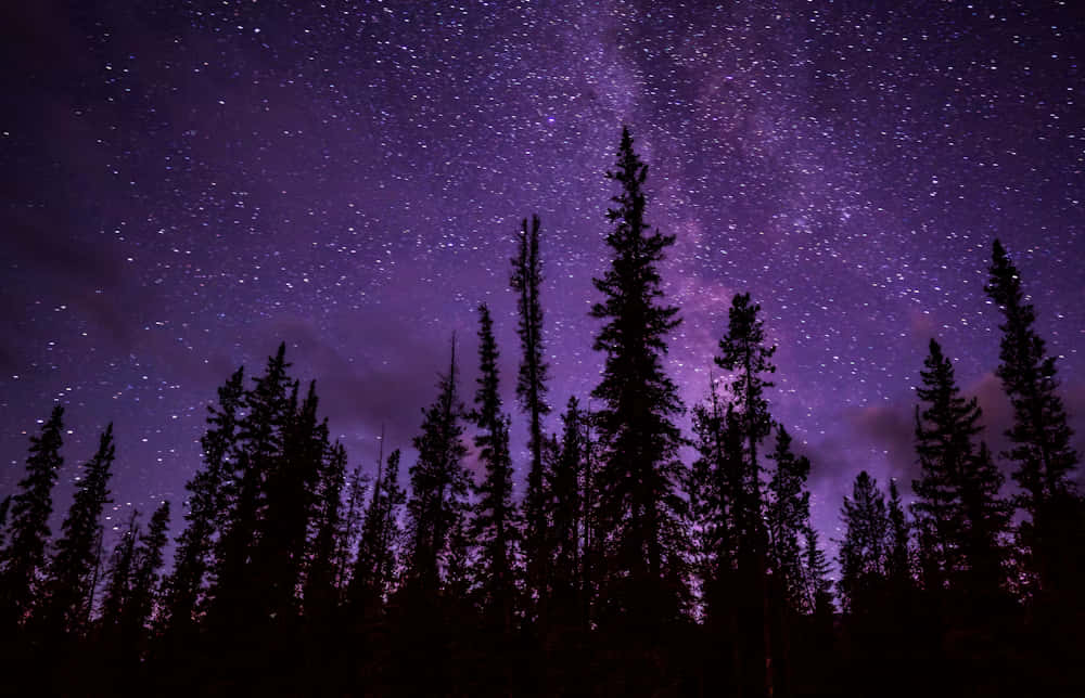Starry Night Purple Sky Forest Silhouette Background