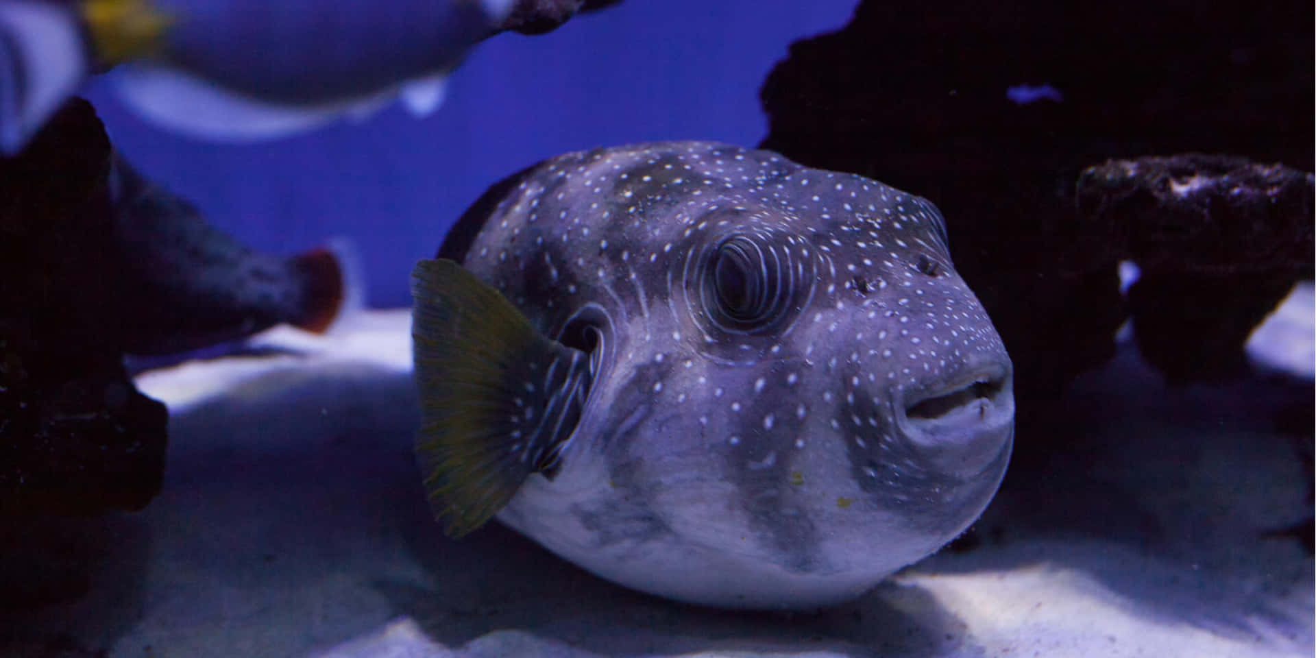 Starry Pufferfish In Aquarium Background