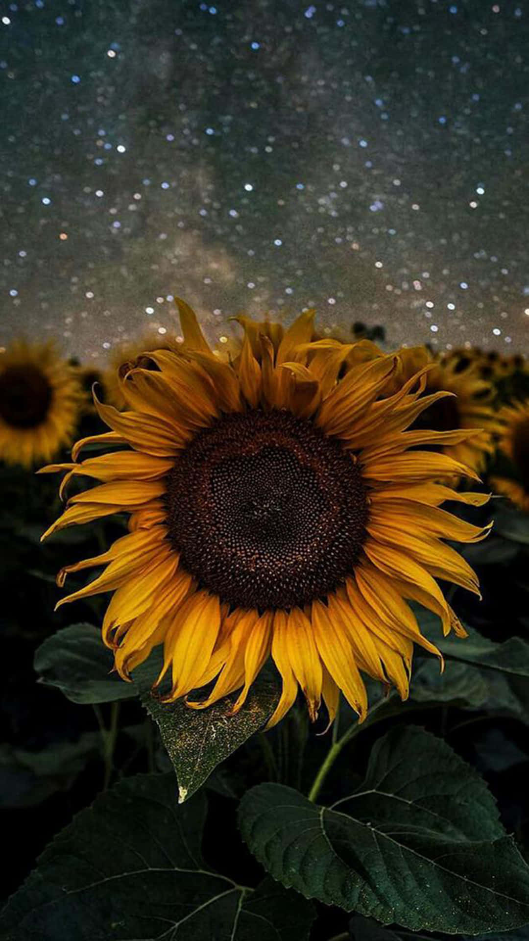 Starry Sky With A Sunflower Aesthetic Iphone Background