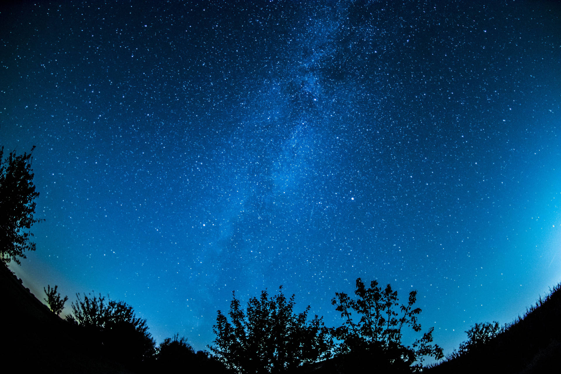 Starry Sky With Plant Silhouettes Background