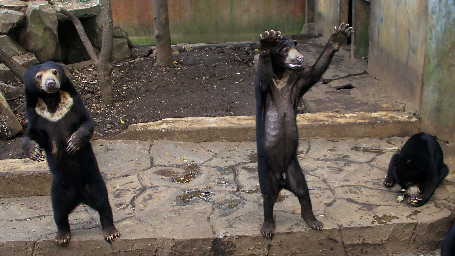 Starving Sun Bear Pleading For Help Background