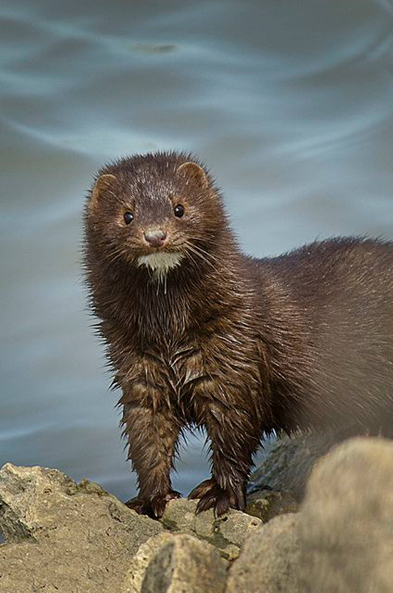 Stately Brown Mink In Natural Habitat Background