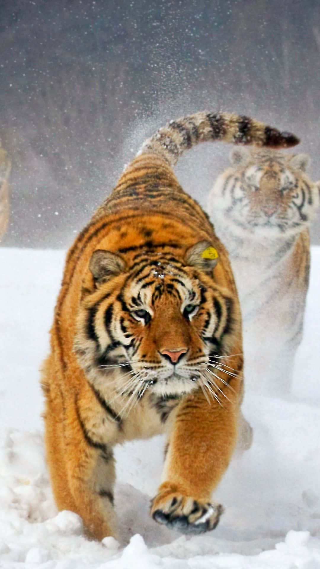 Stay Ahead Of The Curve With Tiger Phone Background