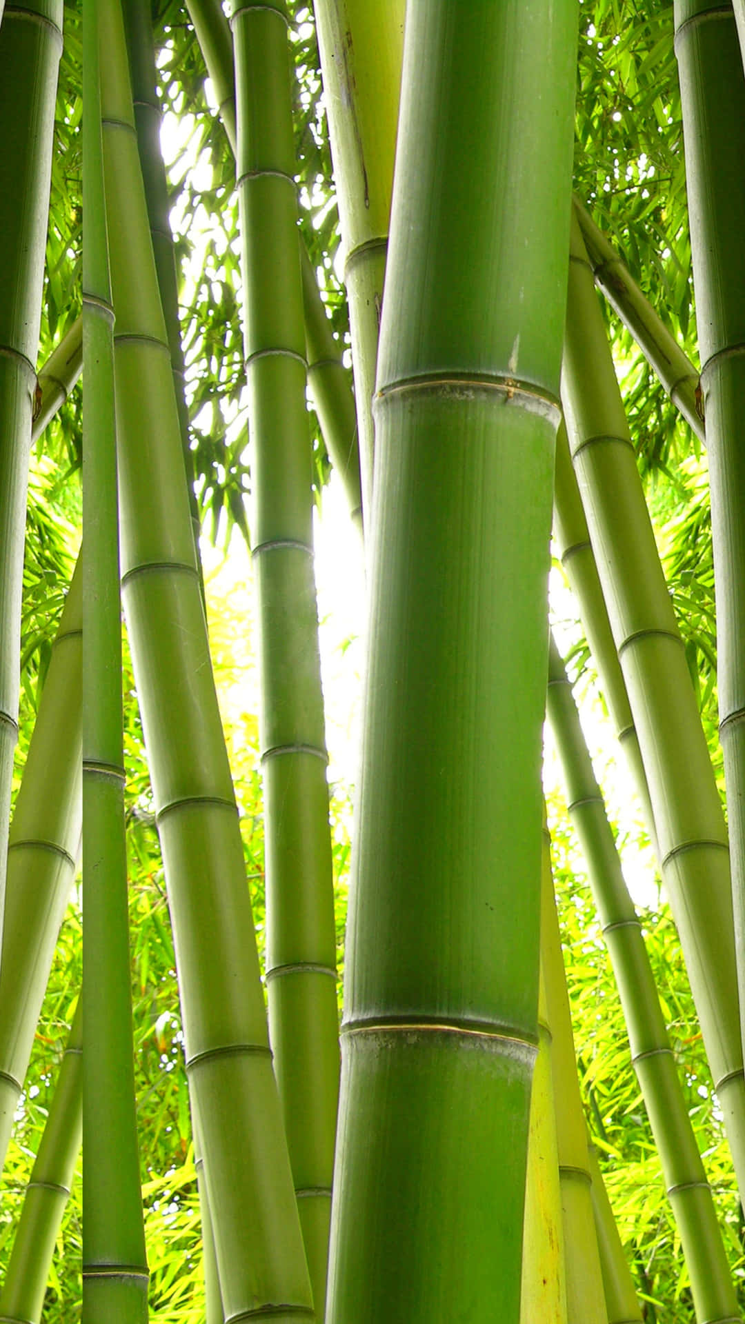 Stay Connected In Style With The Revolutionary Bamboo Phone Background