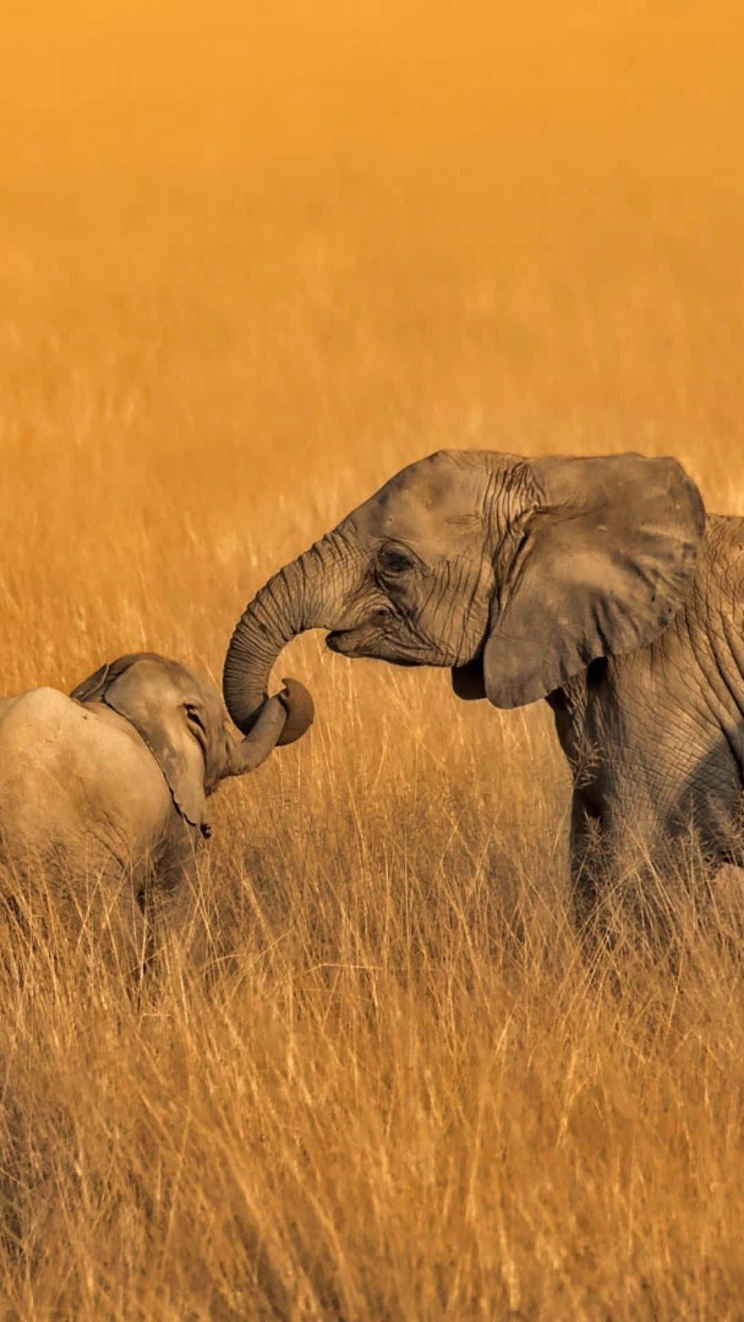 Stay Connected With African Phone