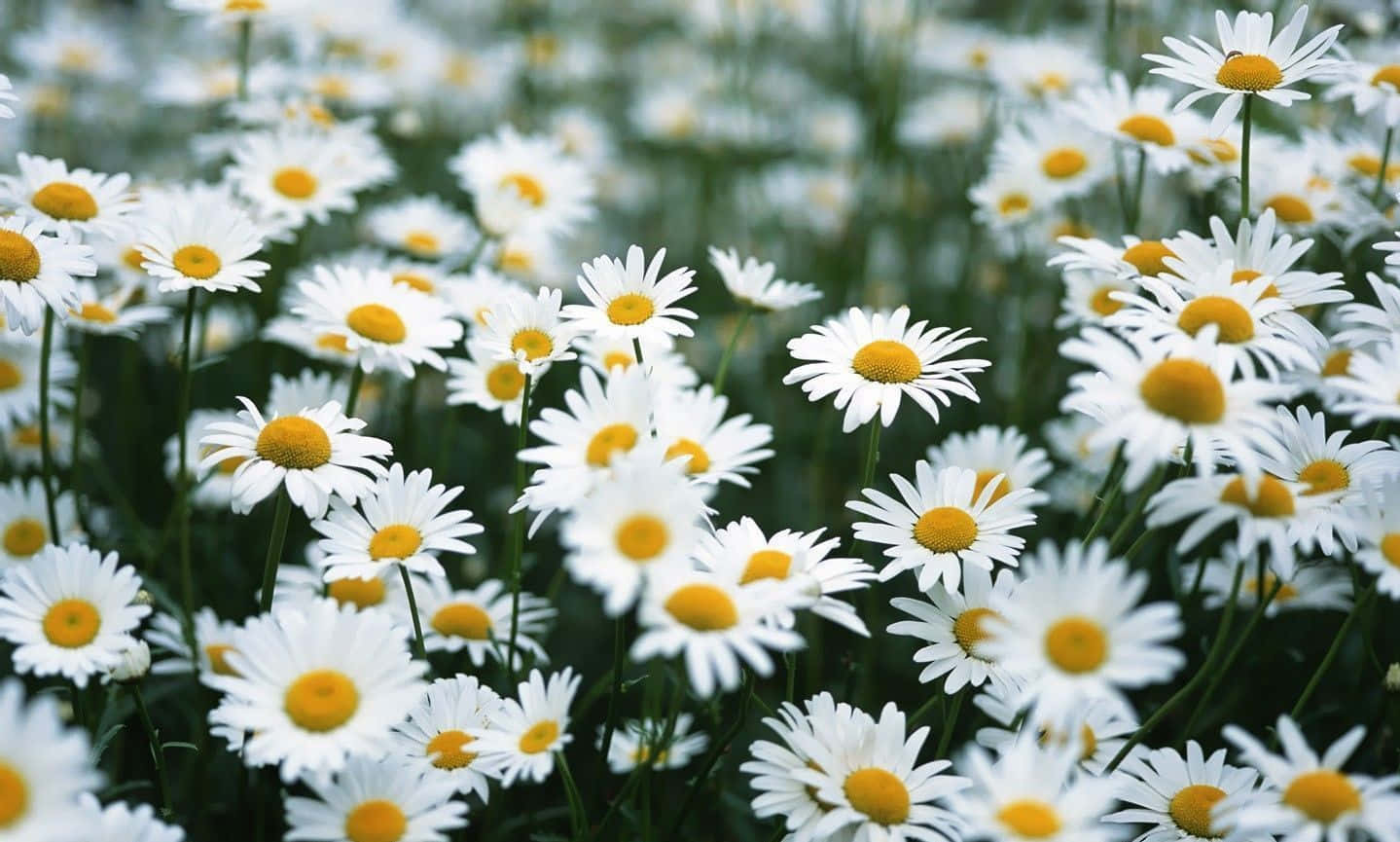 Stay Connected With Daisy Laptop Background