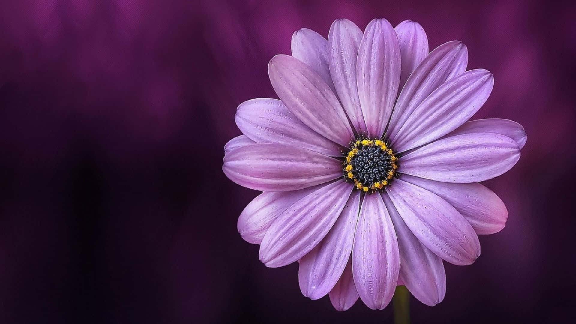 Stay Connected With Daisy Laptop Background