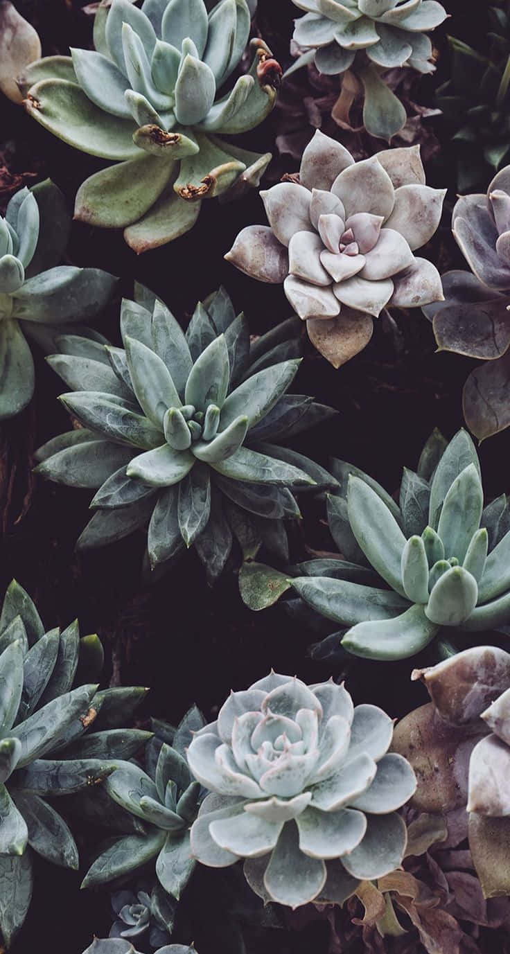 Stay Connected With Nature And Your Loved Ones With Plant Phone Background