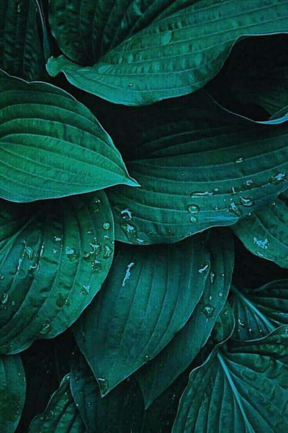 Stay Connected With Plant Phone Background