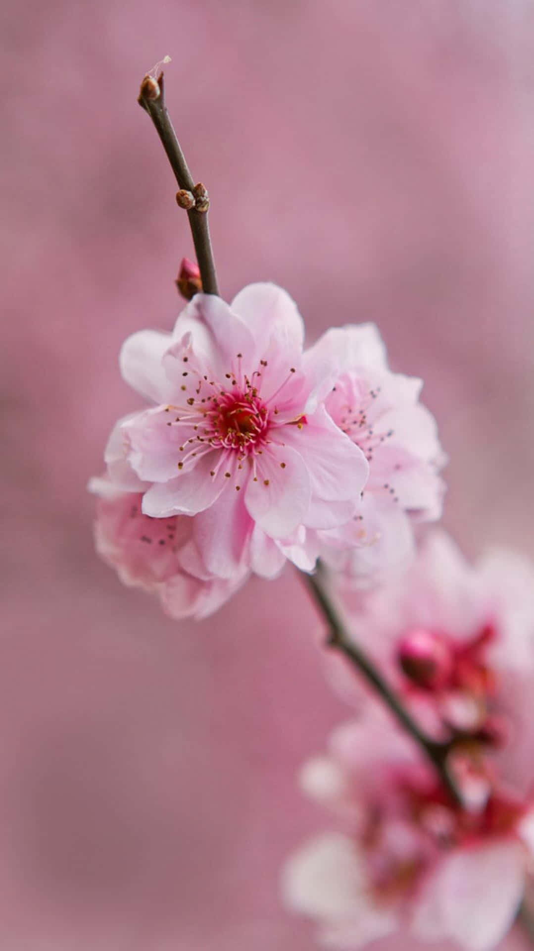 Stay Connected With Style By Using A Classic Light Pink Floral Iphone. Background