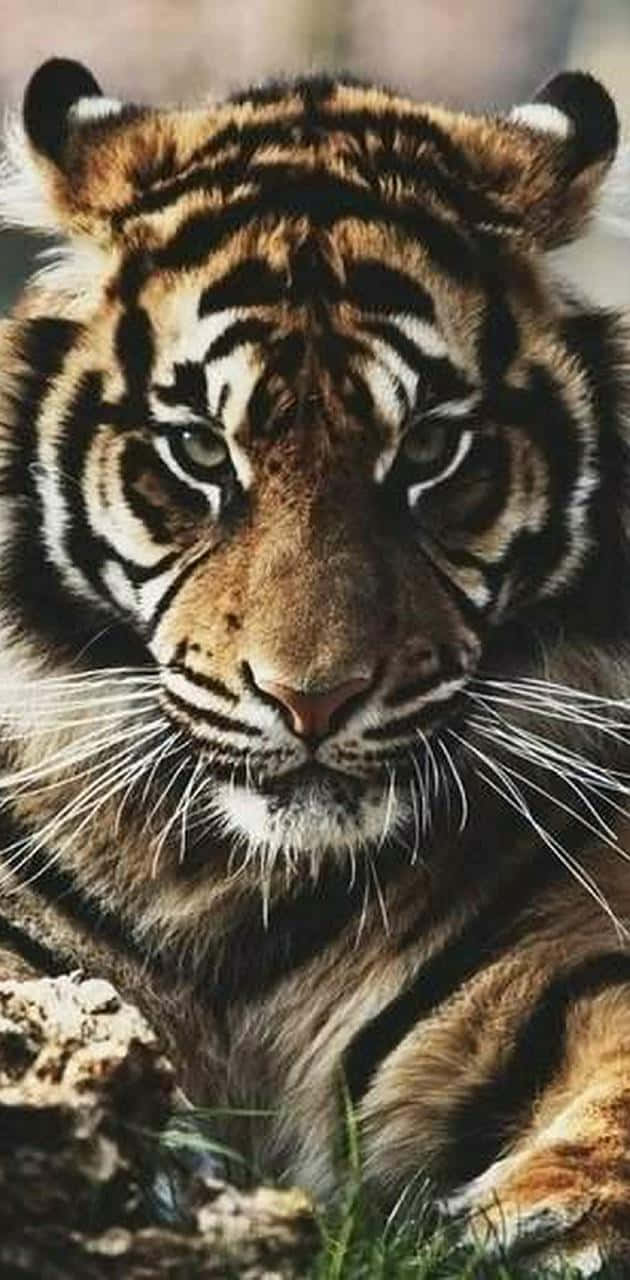 Stay Connected With Tiger Phone