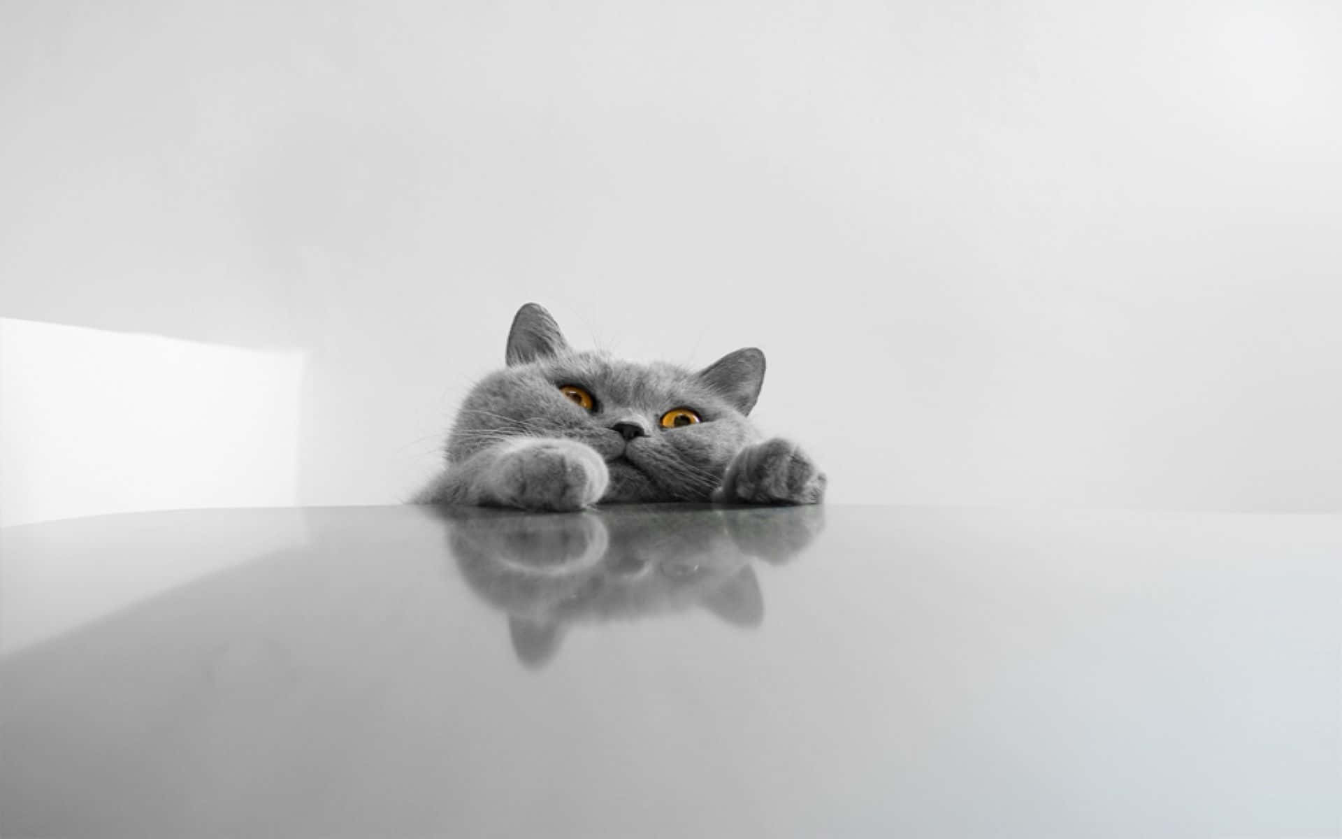 Stay Focused And Cute With This Cat Desktop Wallpaper Background