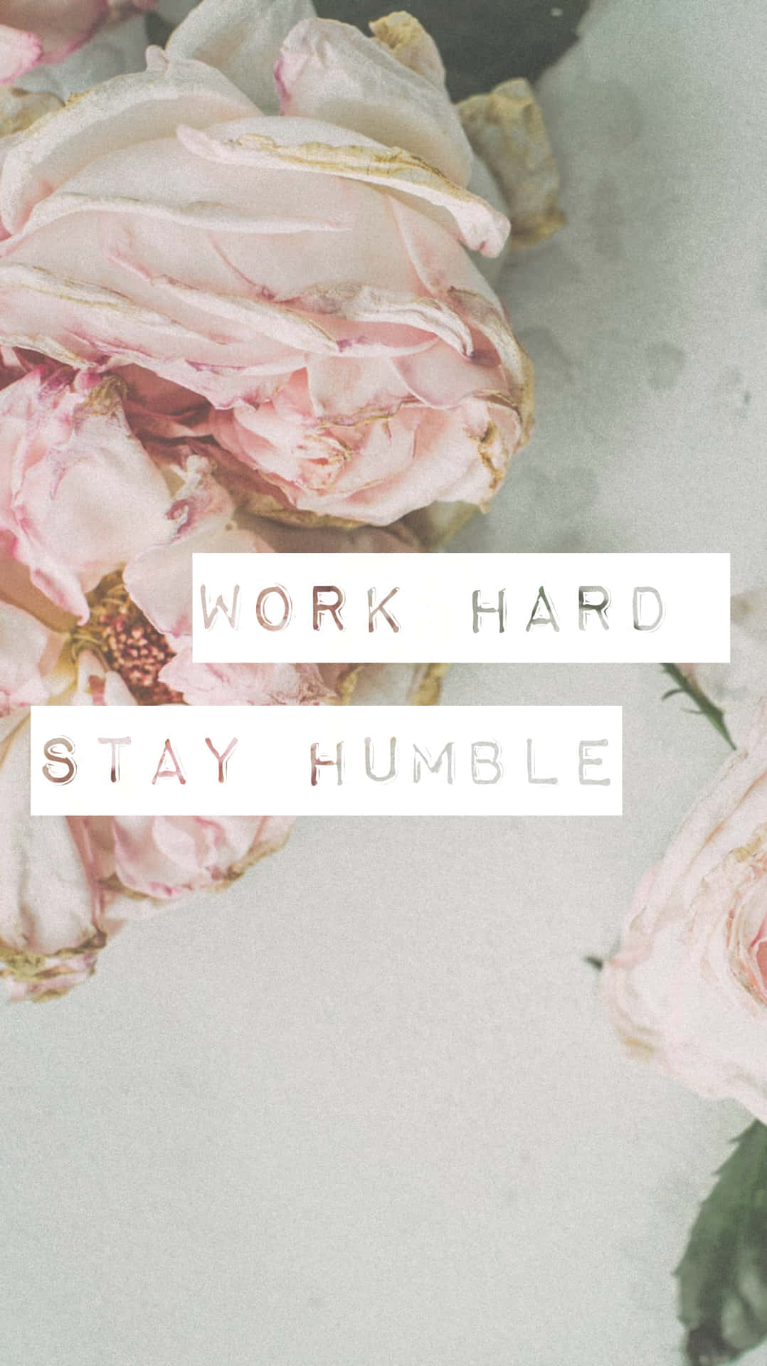 Stay Humble Quote With Roses Background