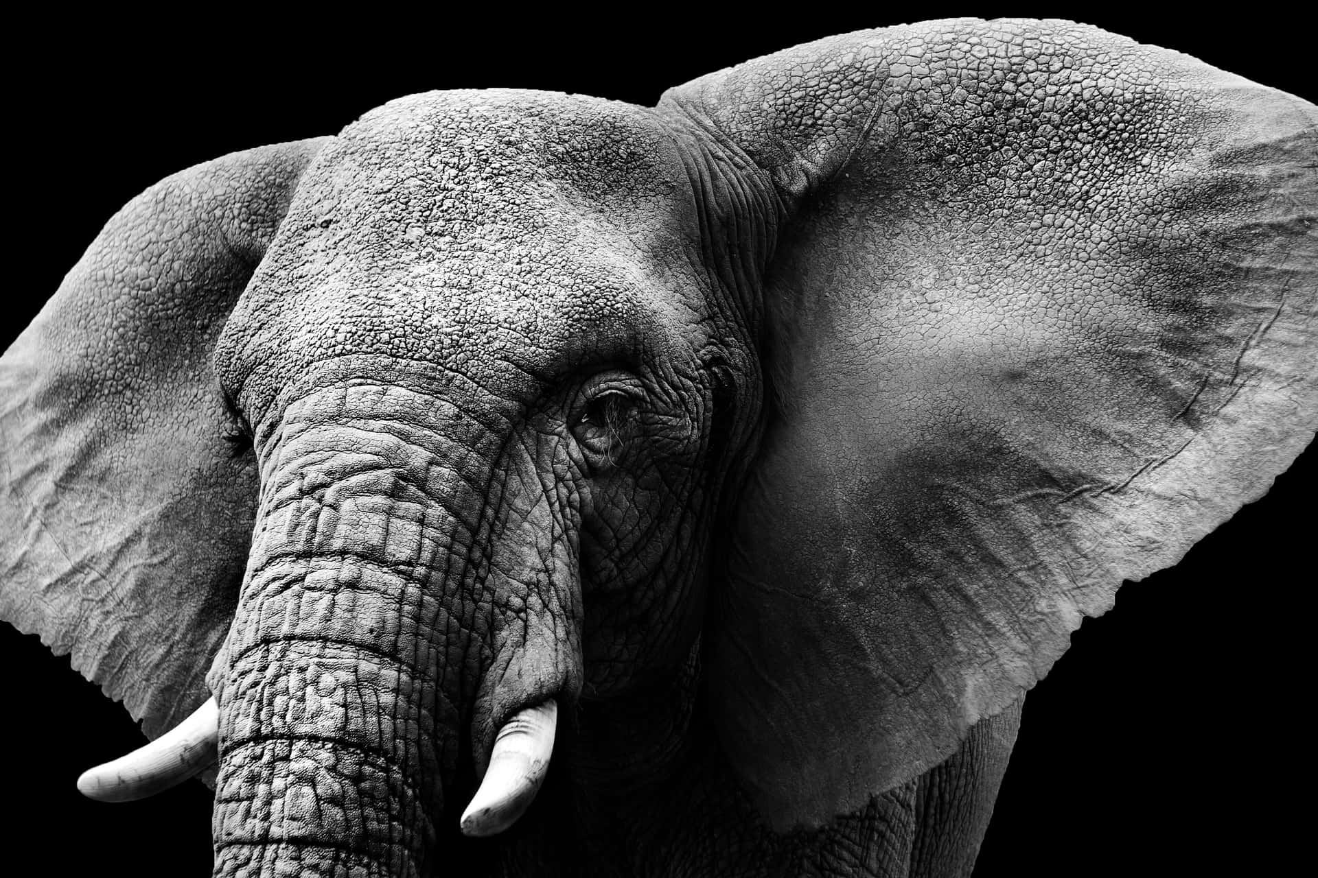 Stay Productive With The Elephant Laptop Background