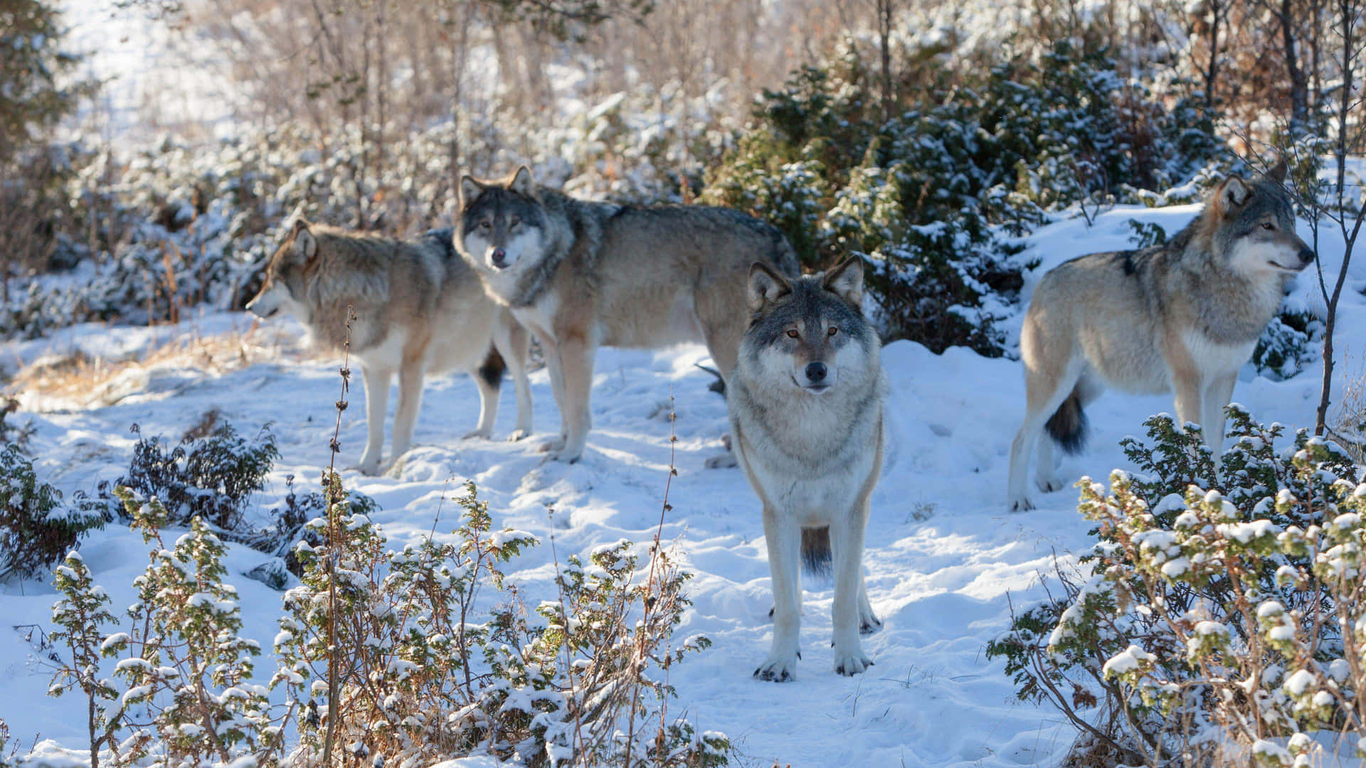 Stay Together, Become Stronger - The Power Of The Wolf Pack Background