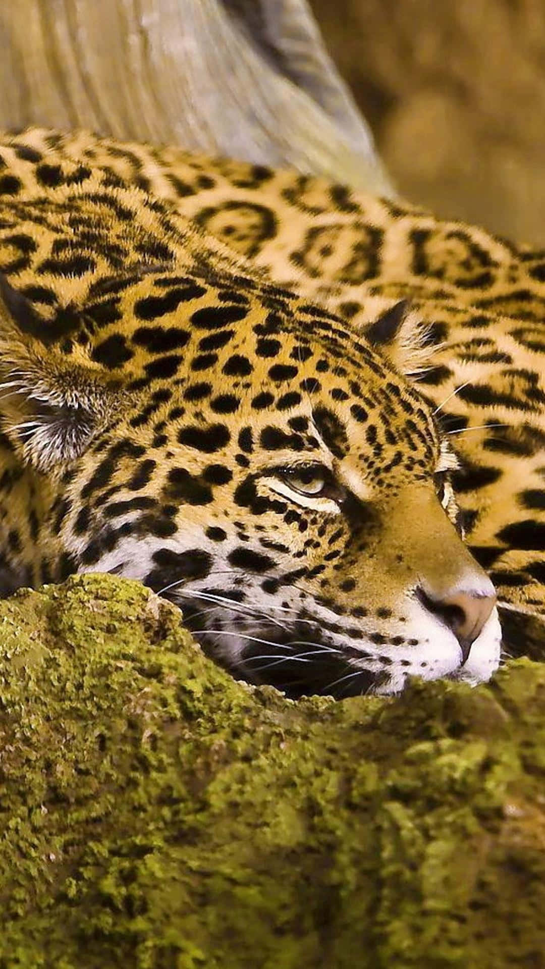 Stay Wild With Animals Iphone Background