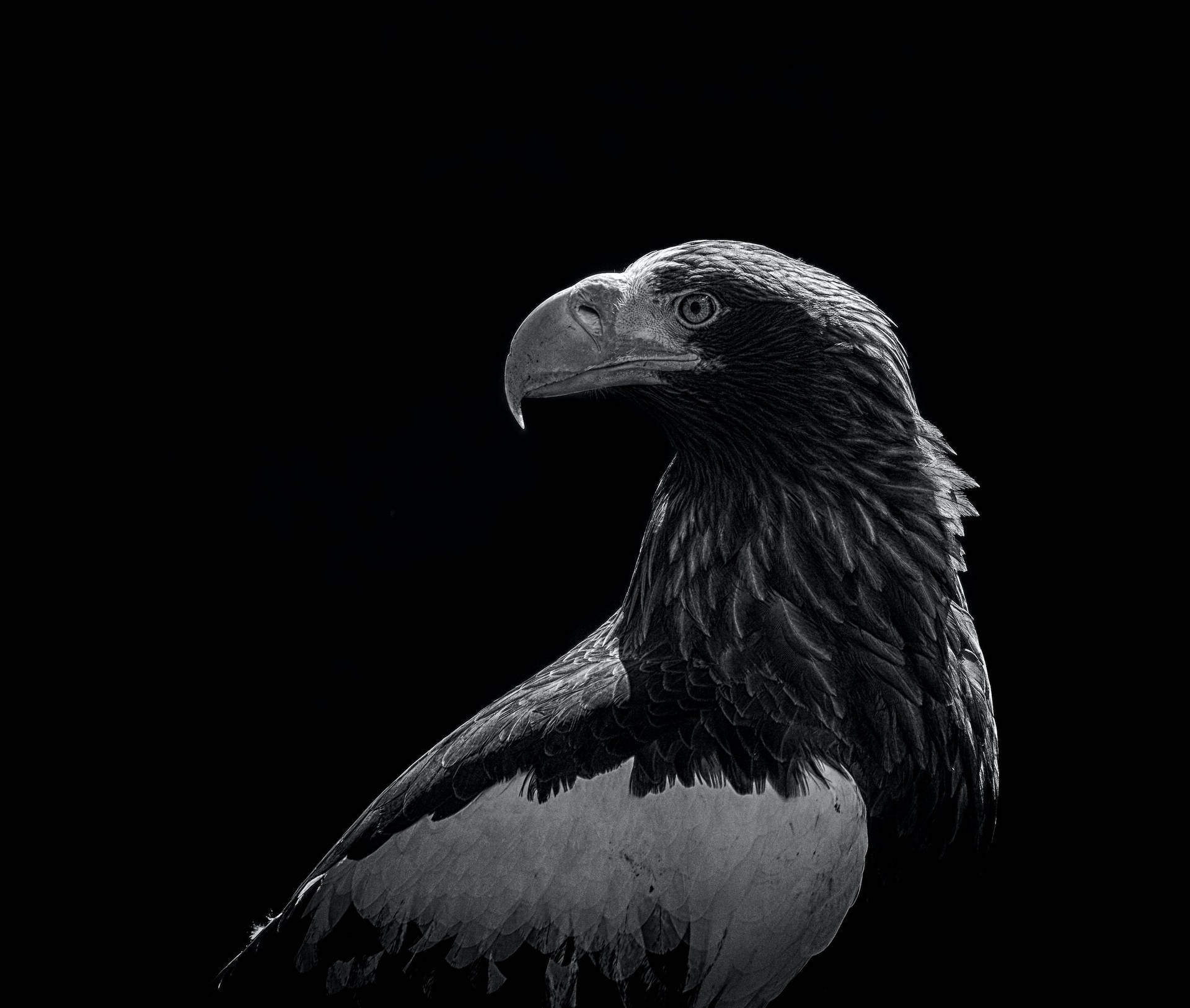 Steller’s Sea Eagle In Monochrome Profile Background