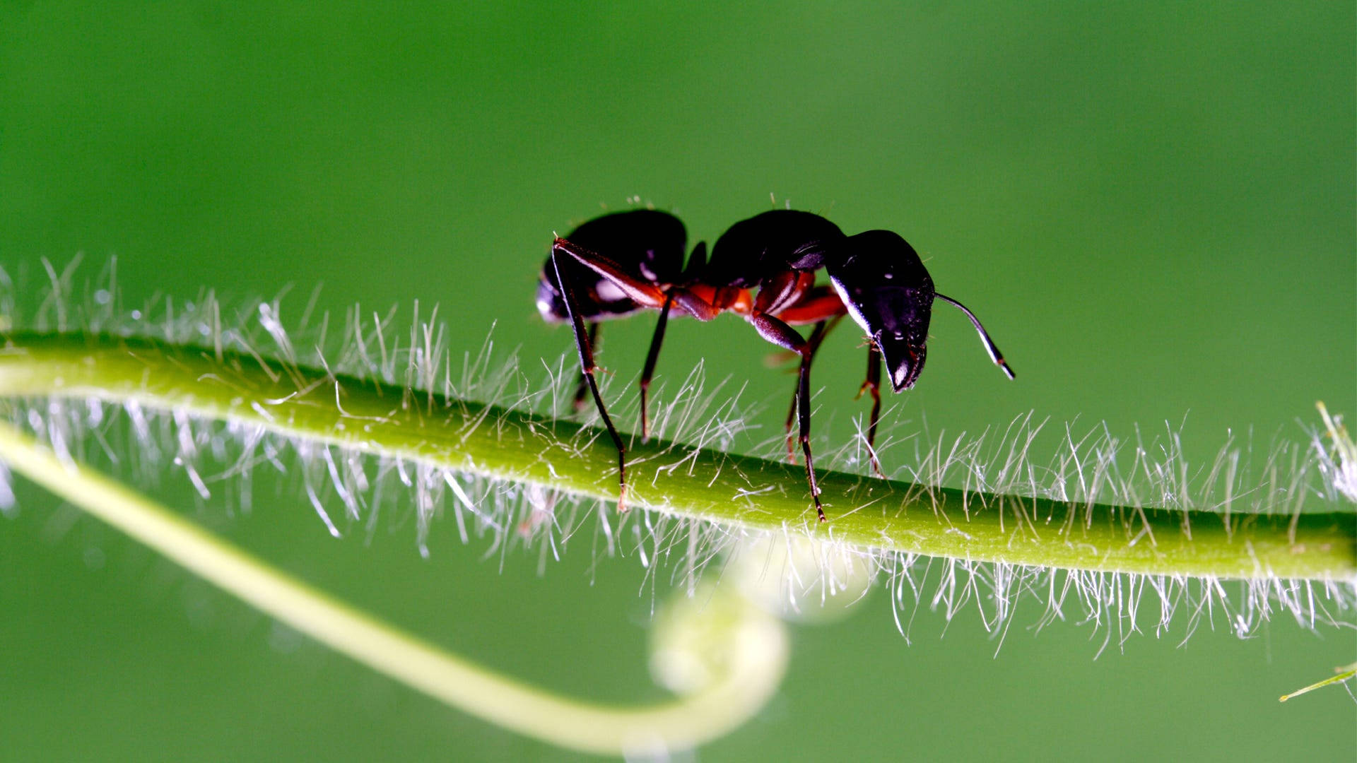 Stem Ant Background