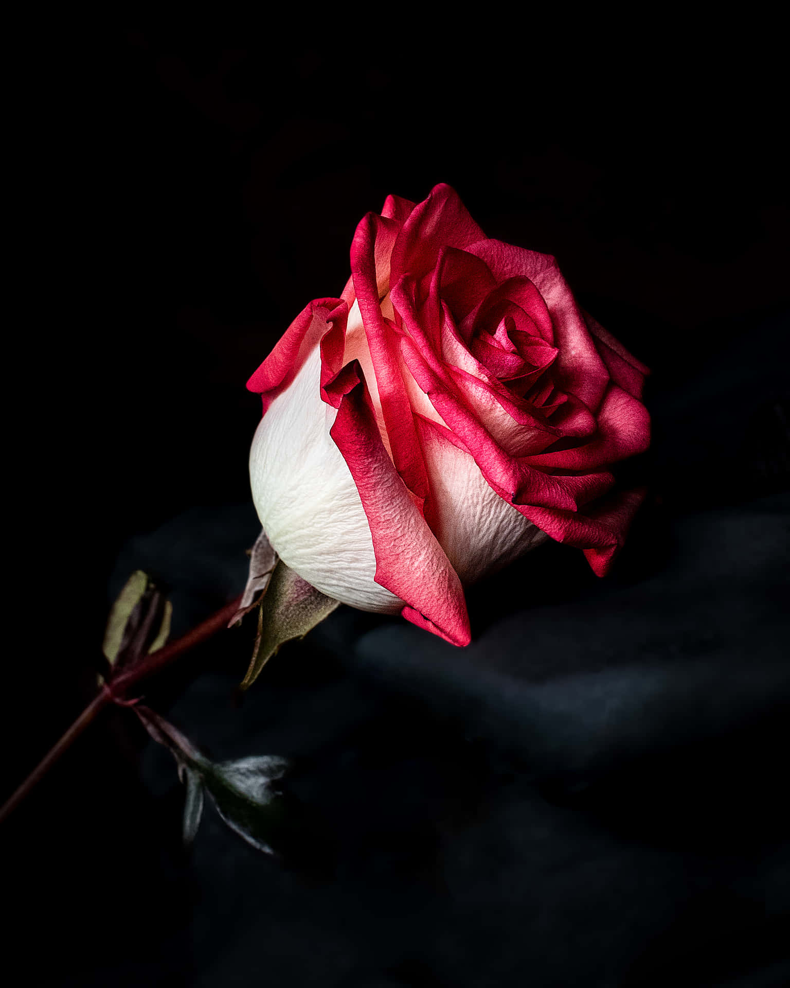 Stem Of Red And White Roses In The Dark Background