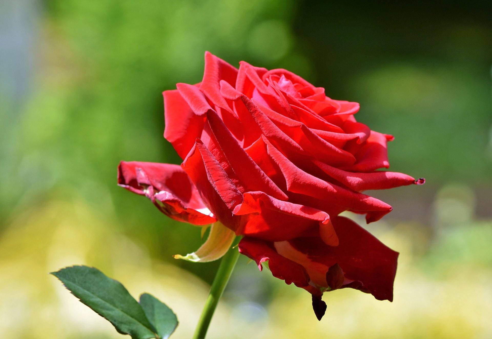 Stem Of Red Rose Flower Desktop Background