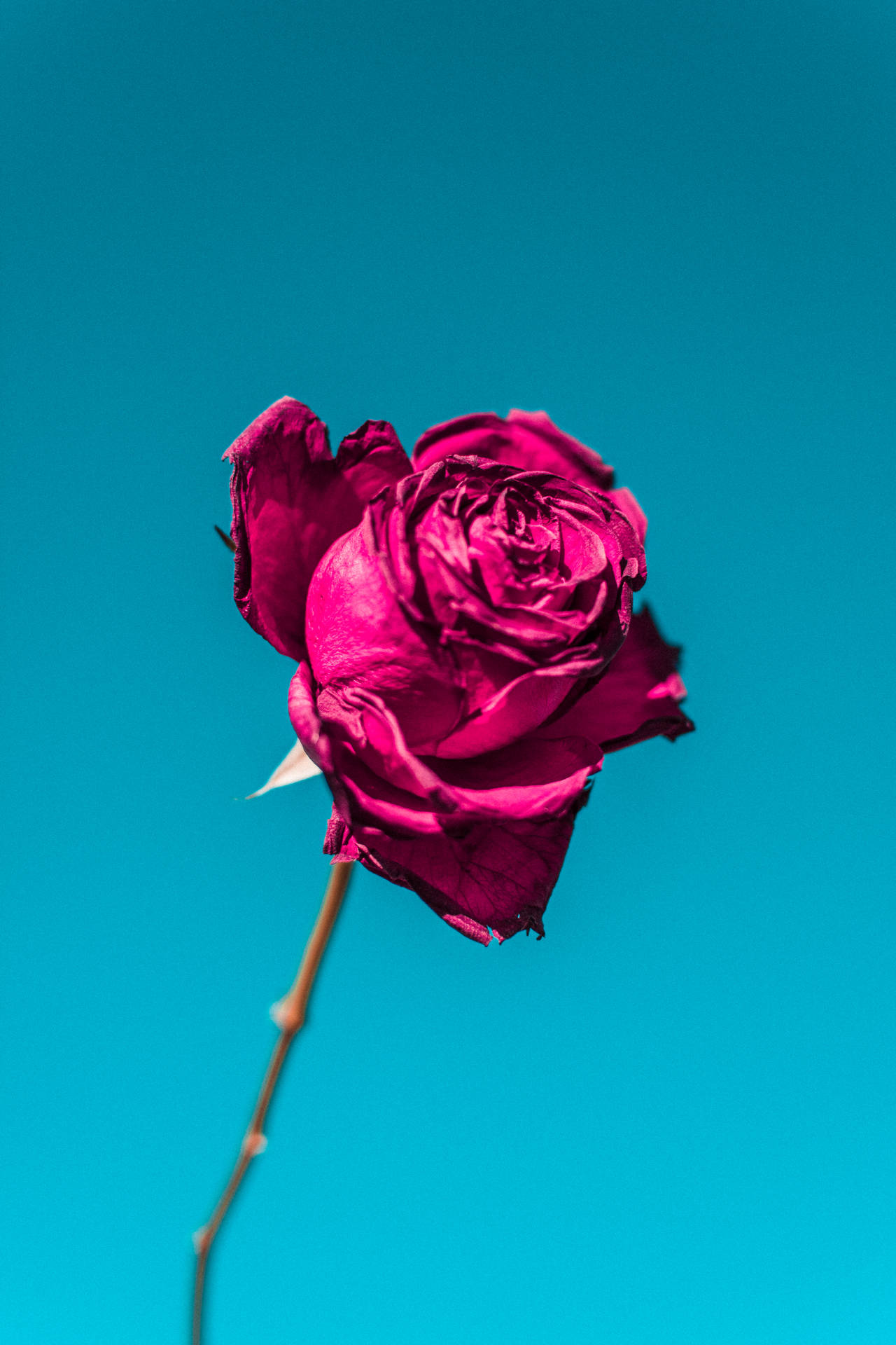 Stem Of Rose Hd Background