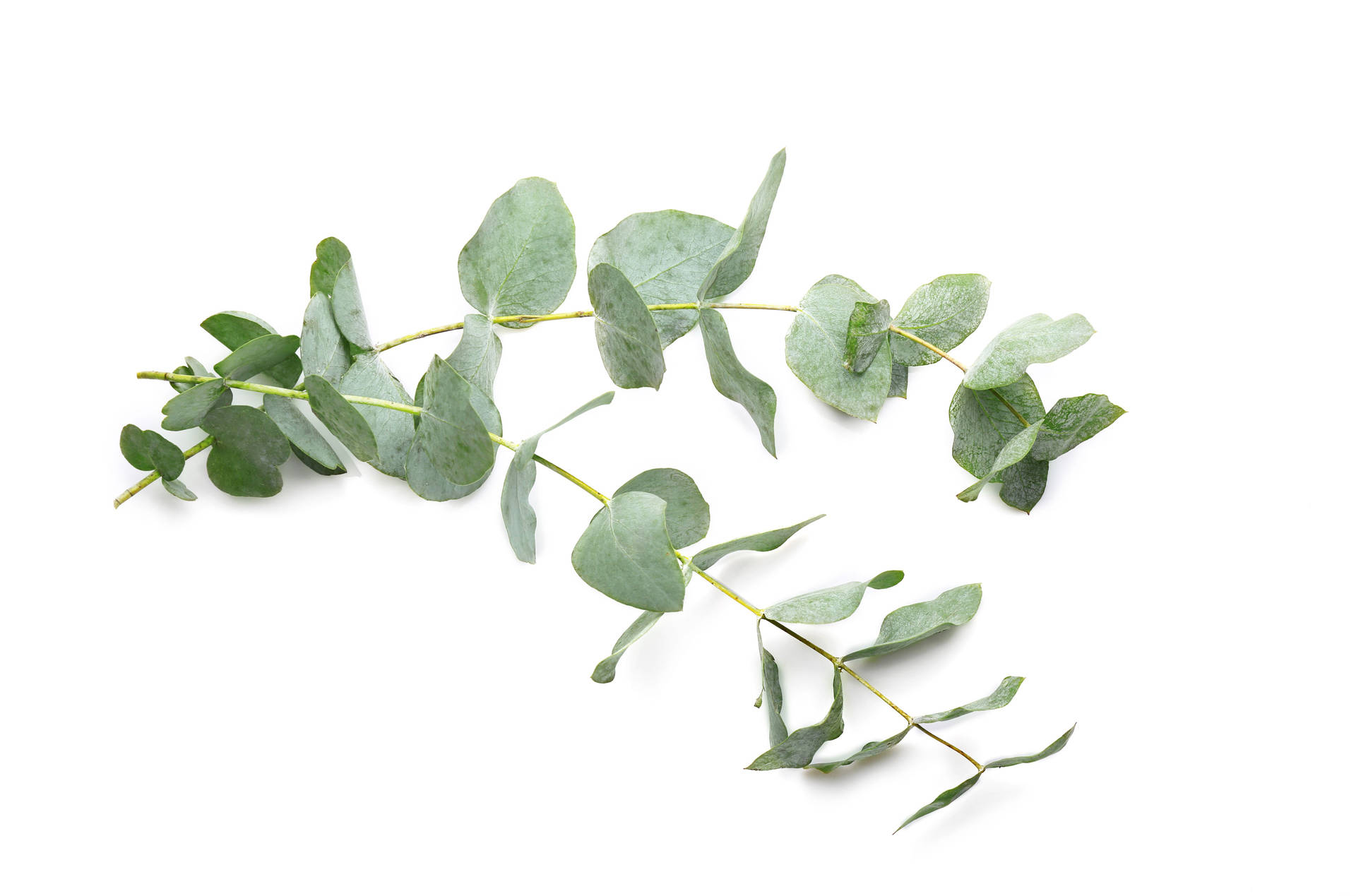 Stems Of Eucalyptus On A Surface Background