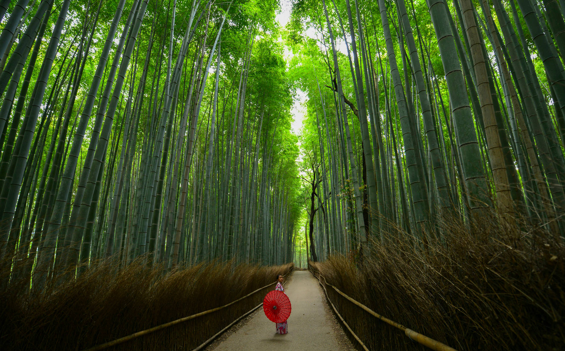 Step Into A Wondrous World In Arashiyama's Bamboo Grove, Japan Background