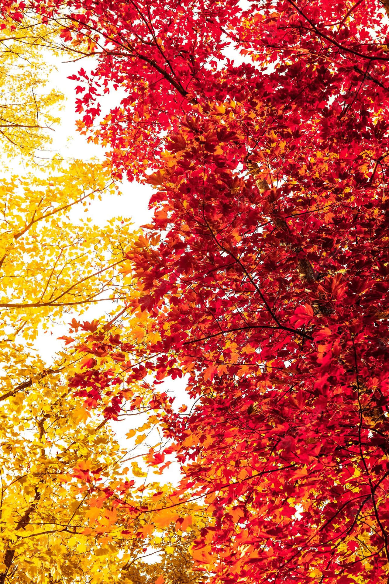 Step Into The Best Of The Season: A Vibrant Vintage Fall Background