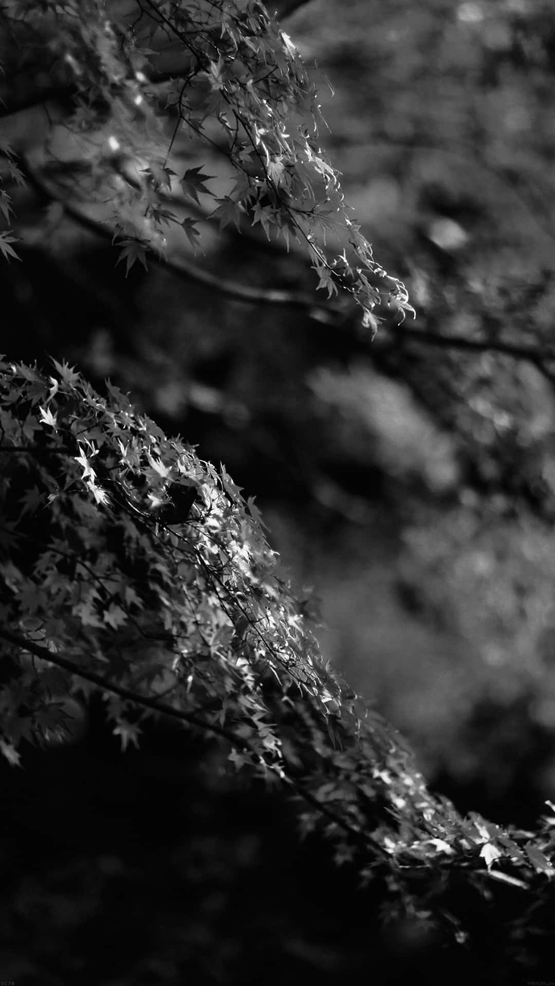 Step Into The Mystical Land Of Dark Japan Background