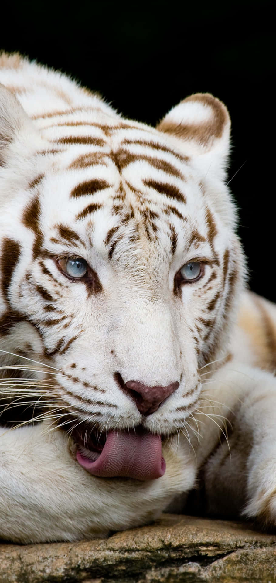 Step Into The Wild With Tiger Phone Background
