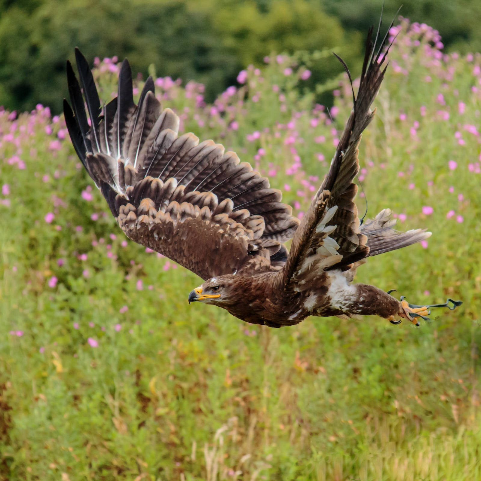 Steppe Eagle Hunting Background