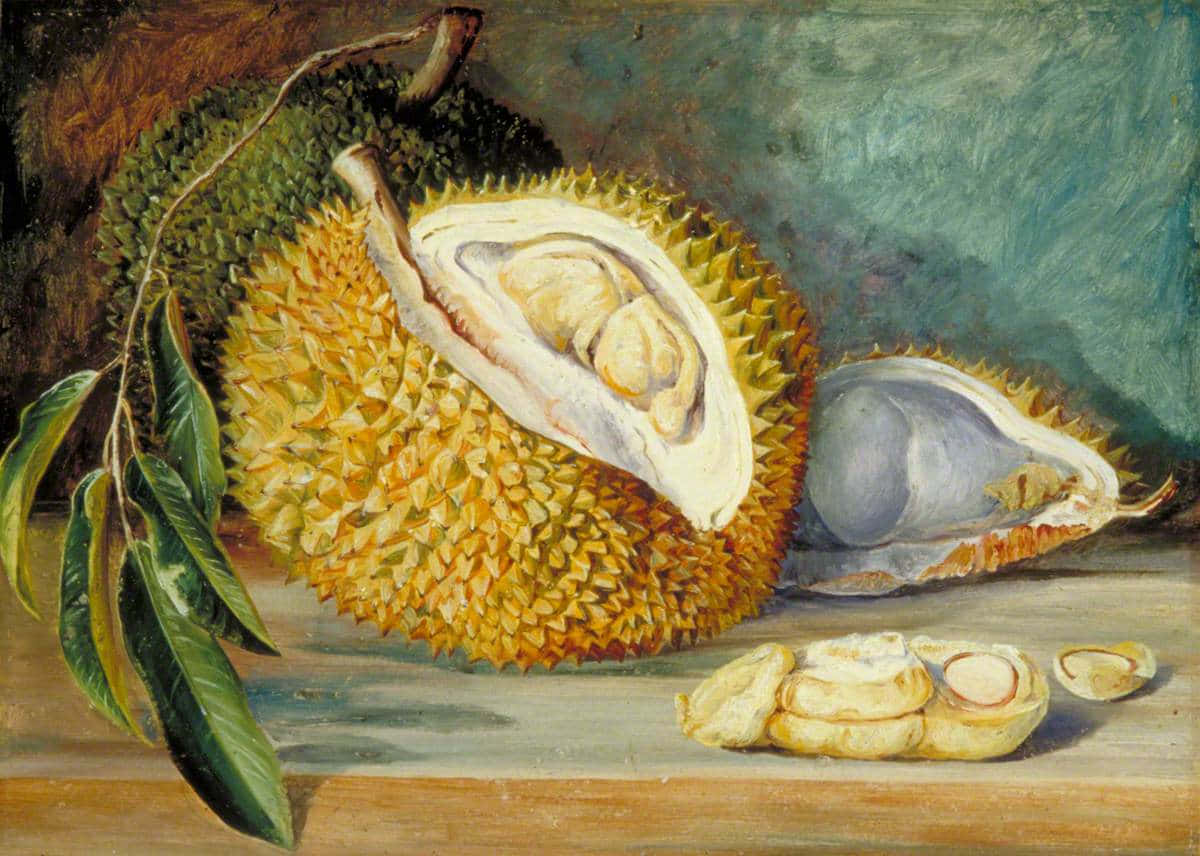 Still Life Durian Fruit Painting