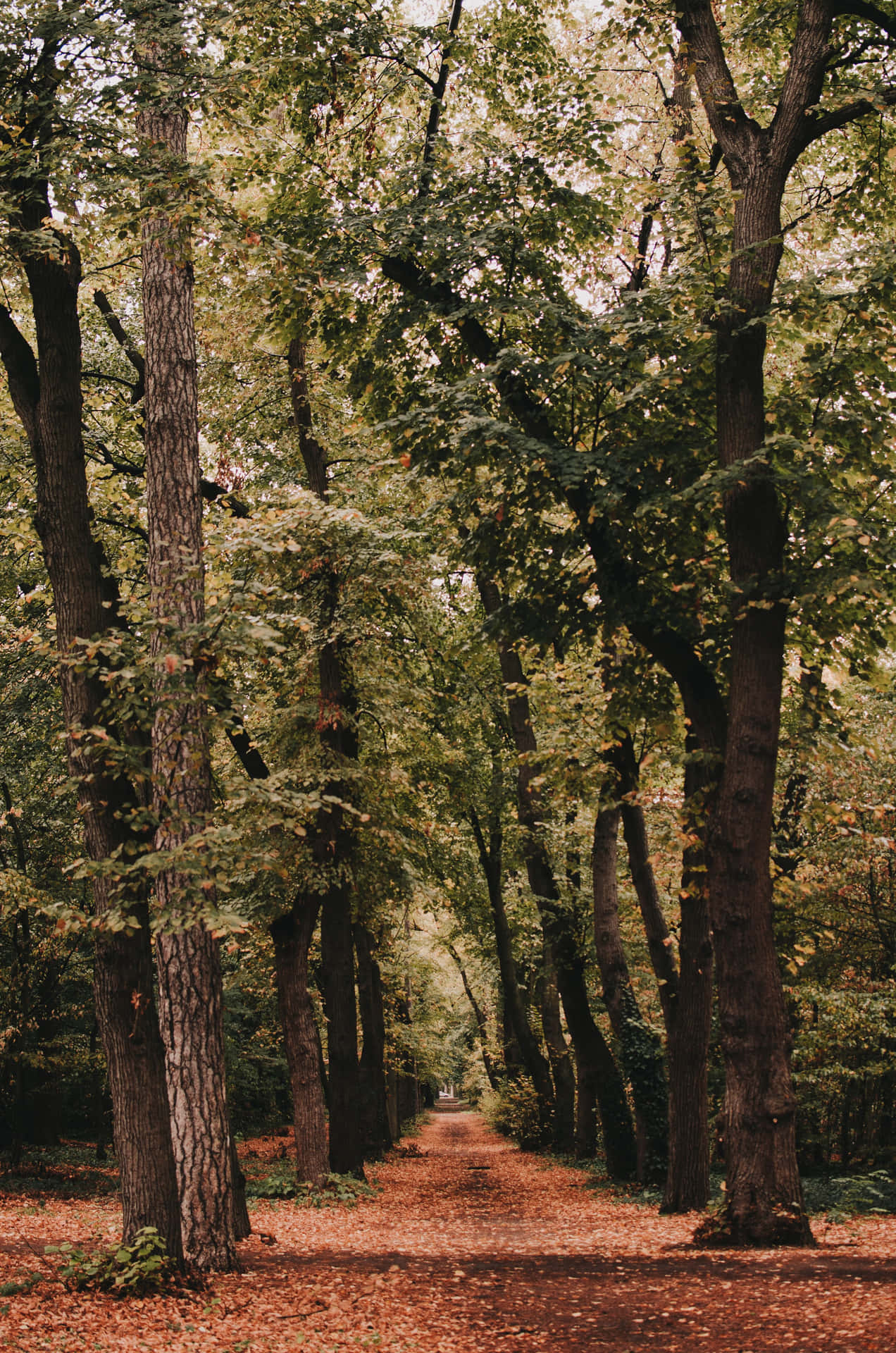 Still Tree Phone Background